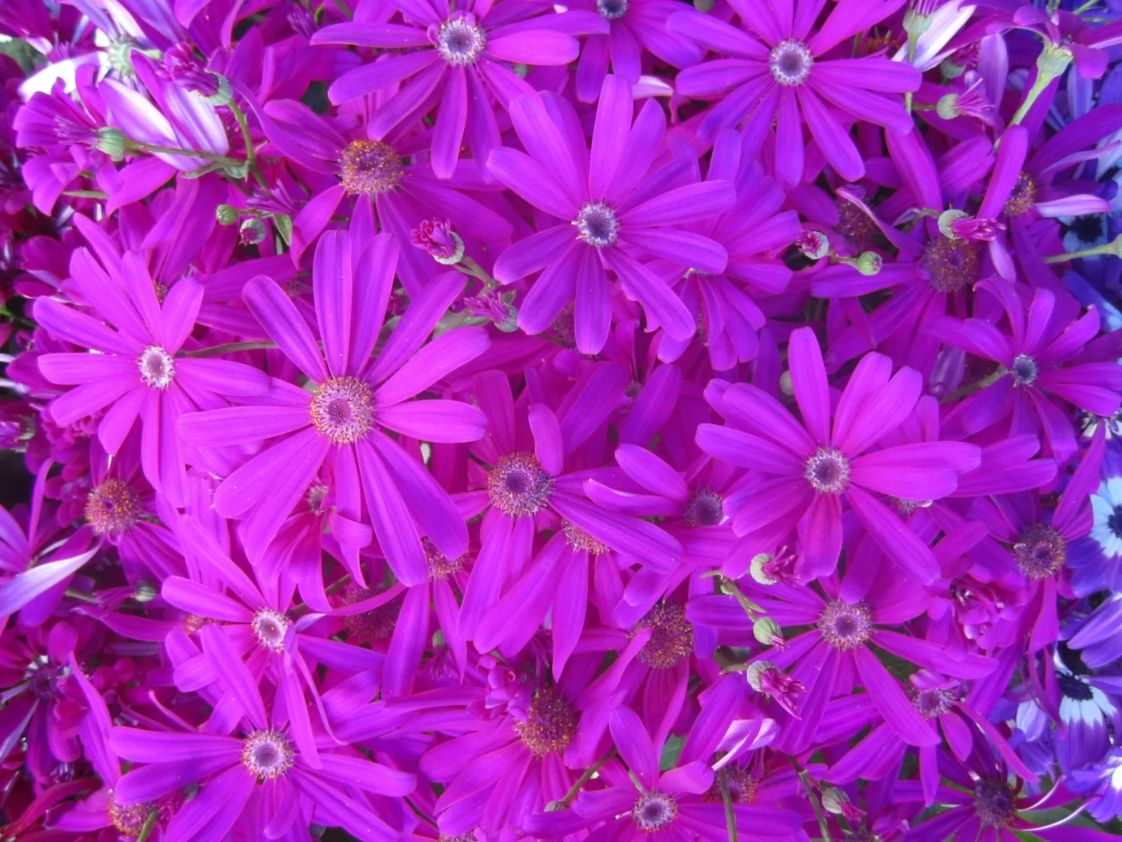 Florists' Cineraria (Senecio X Hybridus) — lavender and multi-colored flowers in the garden