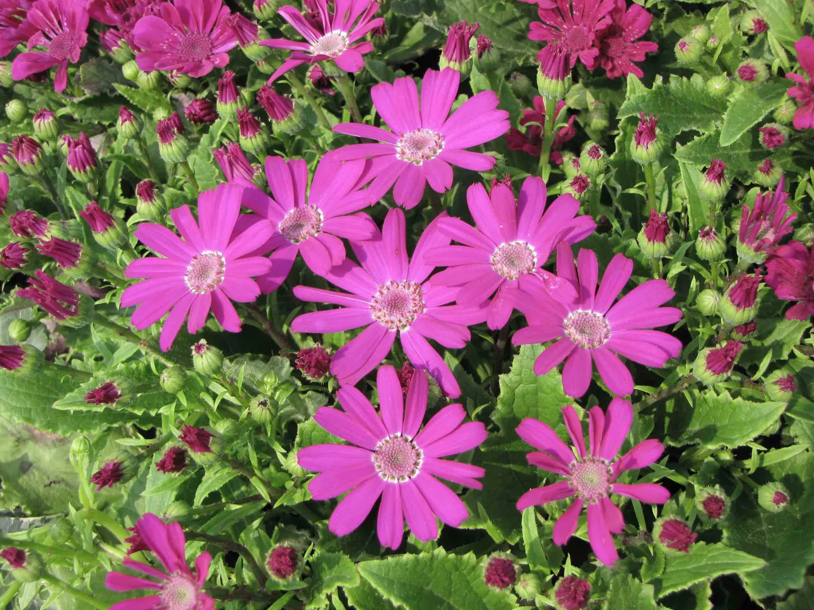 Florists' Cineraria (Senecio X Hybridus) — thriving in USDA Hardiness Zones 9 to 11