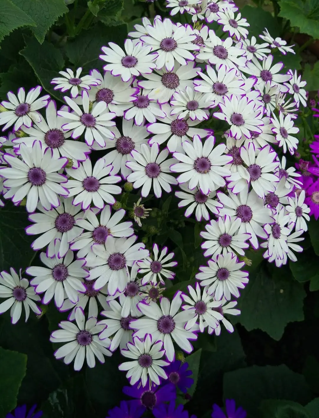 Florists' Cineraria (Senecio X Hybridus) — especially in warmer climates.<br><br>Regular watering is essential to keep the soil consistently moist; ideal for