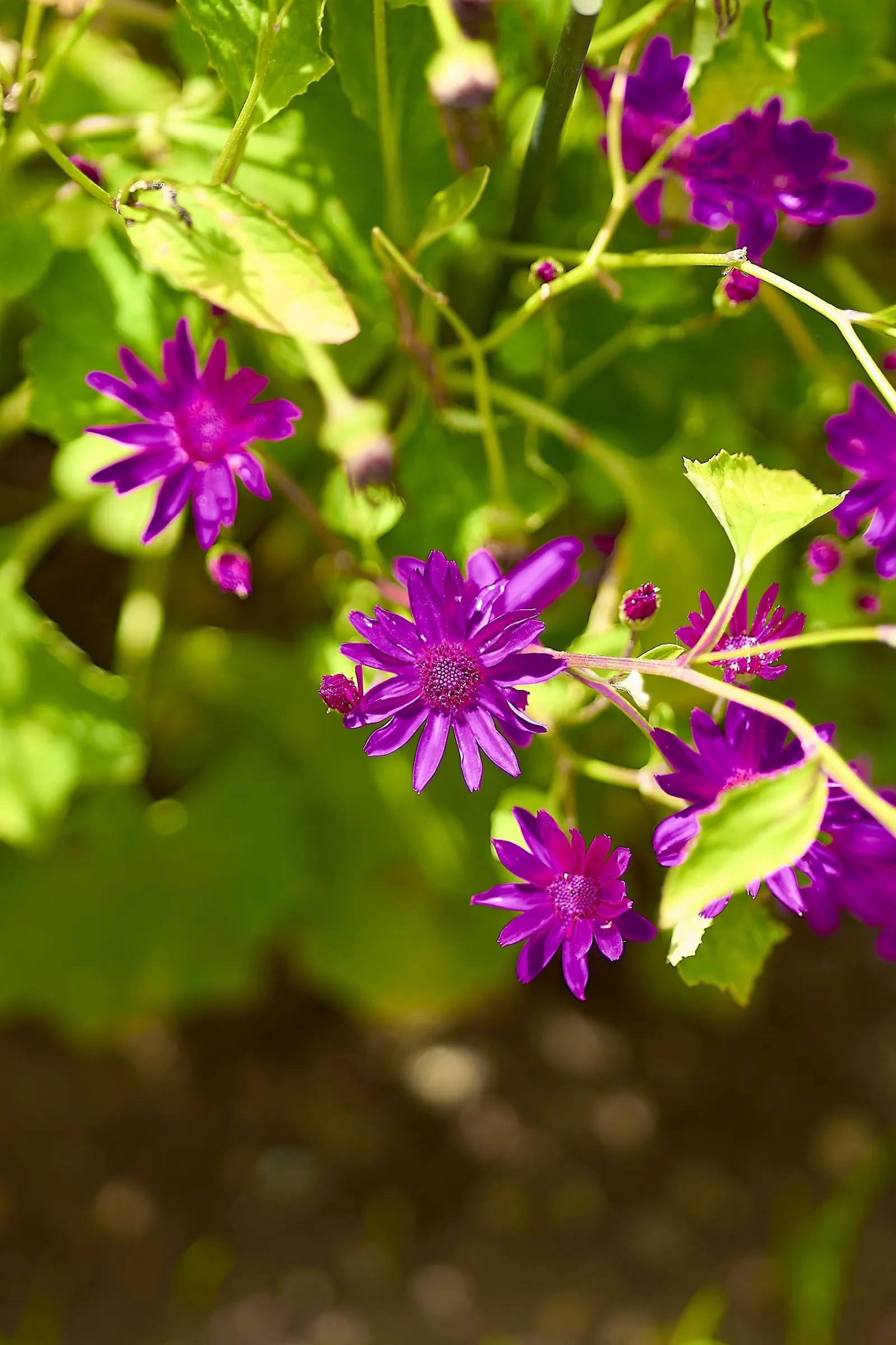 Florists' Cineraria (Senecio X Hybridus) — Florists' Cineraria (Senecio x hybridus) is a striking winter-blooming annual