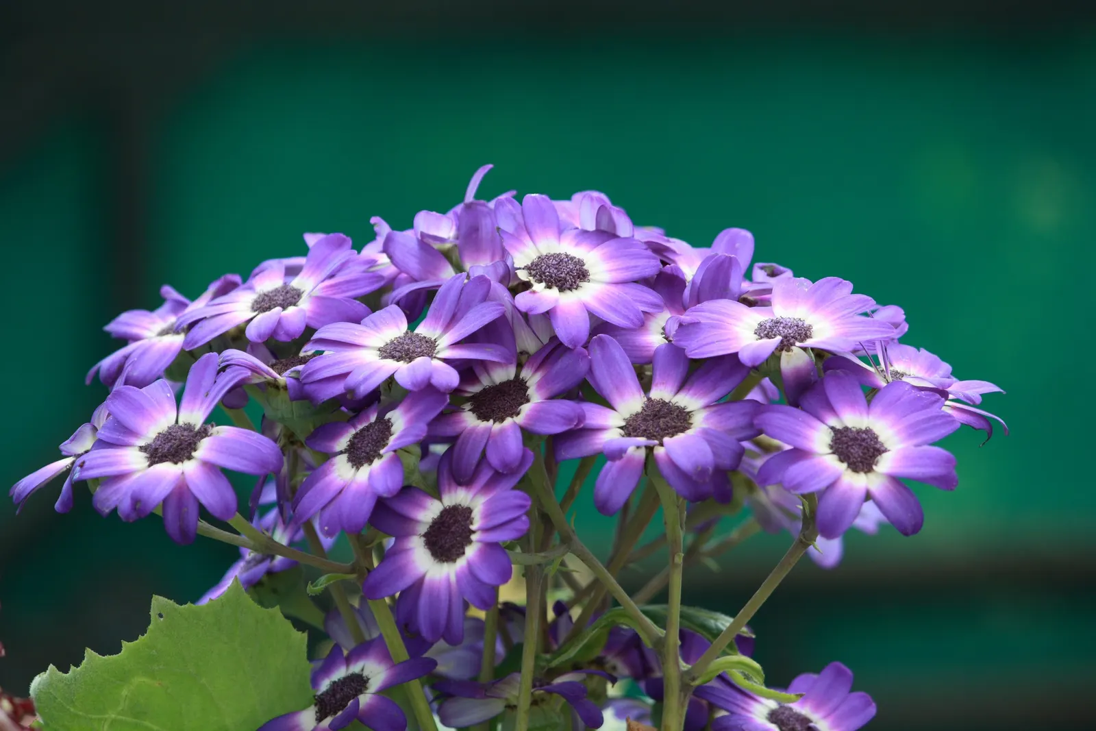 Florists' Cineraria (Senecio X Hybridus) — showcases a spectacular range of colors