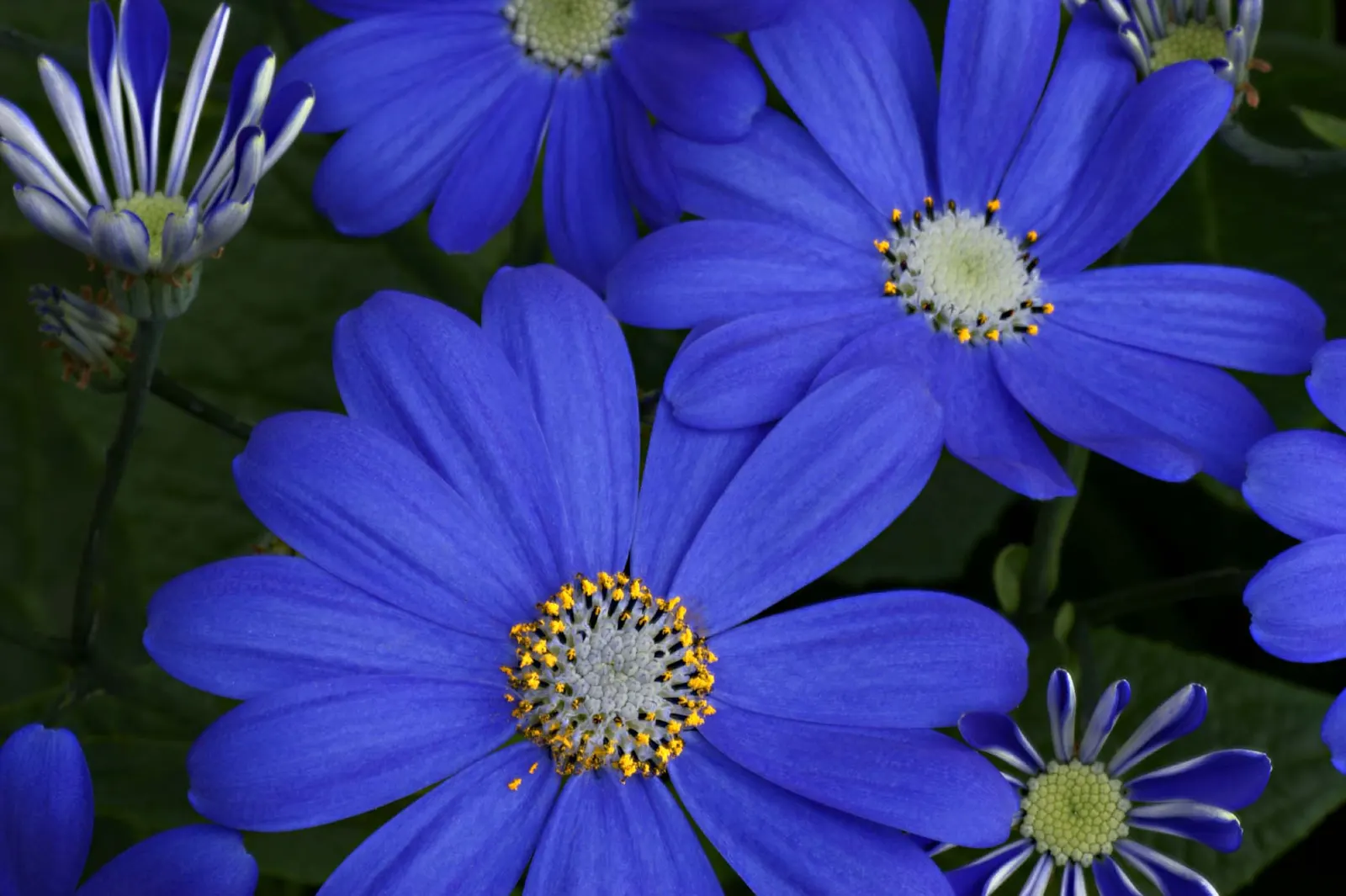 Florists' Cineraria (Senecio X Hybridus) — Not drought-tolerant; keep soil consistently moist