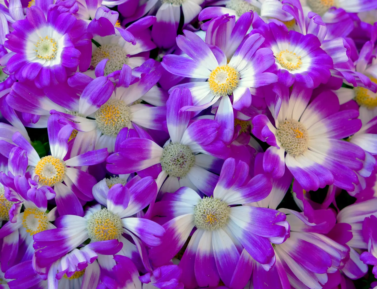 Florists' Cineraria (Senecio X Hybridus) — annual / perennial with lavender and multi-colored blooms