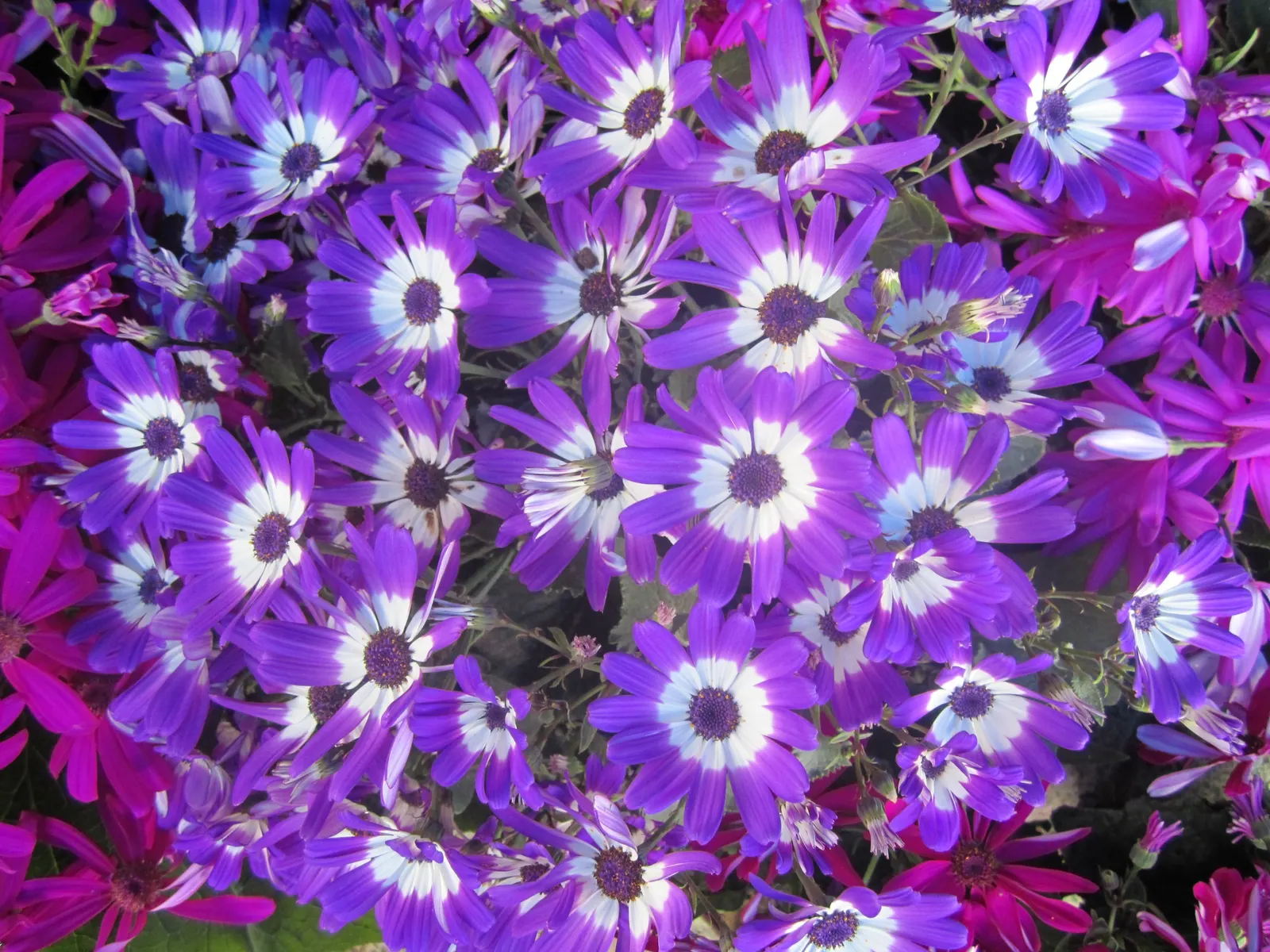 Florists' Cineraria (Senecio X Hybridus) — thriving in USDA Hardiness Zones 9 to 11; scientifically known as Senecio x hybridus