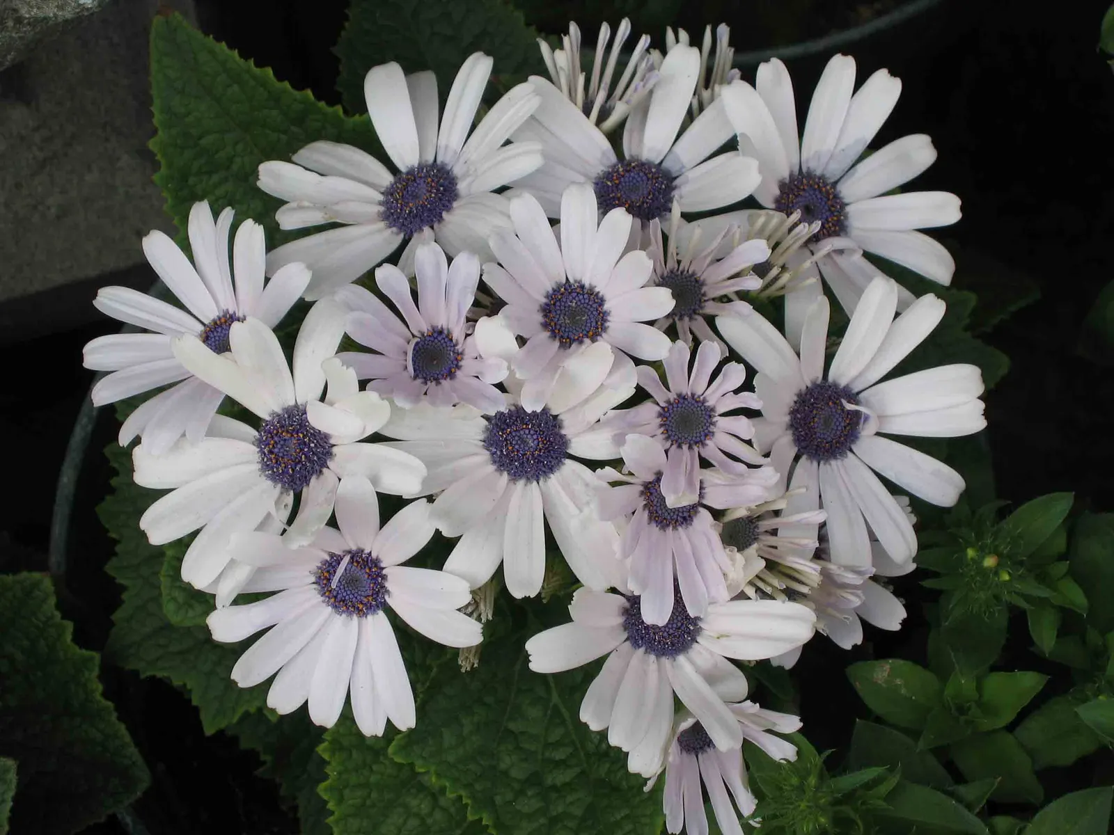 Florists' Cineraria (Senecio X Hybridus) — With a lush mound of foliage up to 1-2 feet high and wide; part of the Asteraceae family