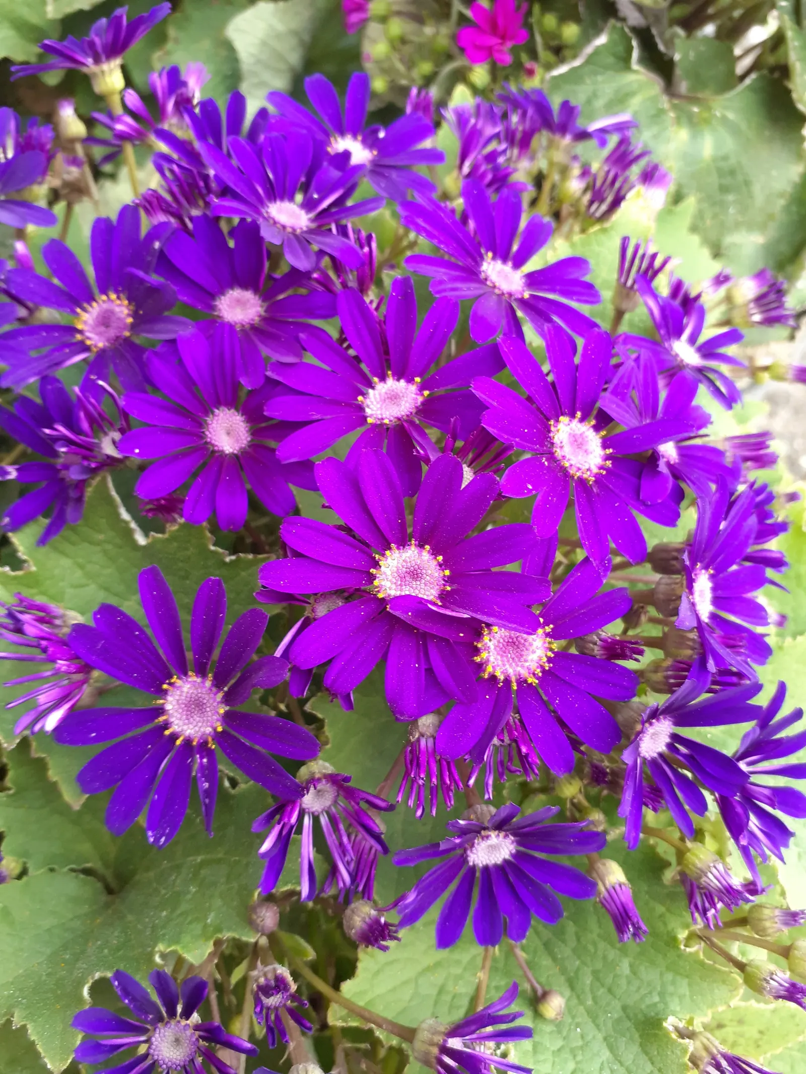 Florists' Cineraria (Senecio X Hybridus) — but take care to avoid waterlogging; showcases a spectacular range of colors