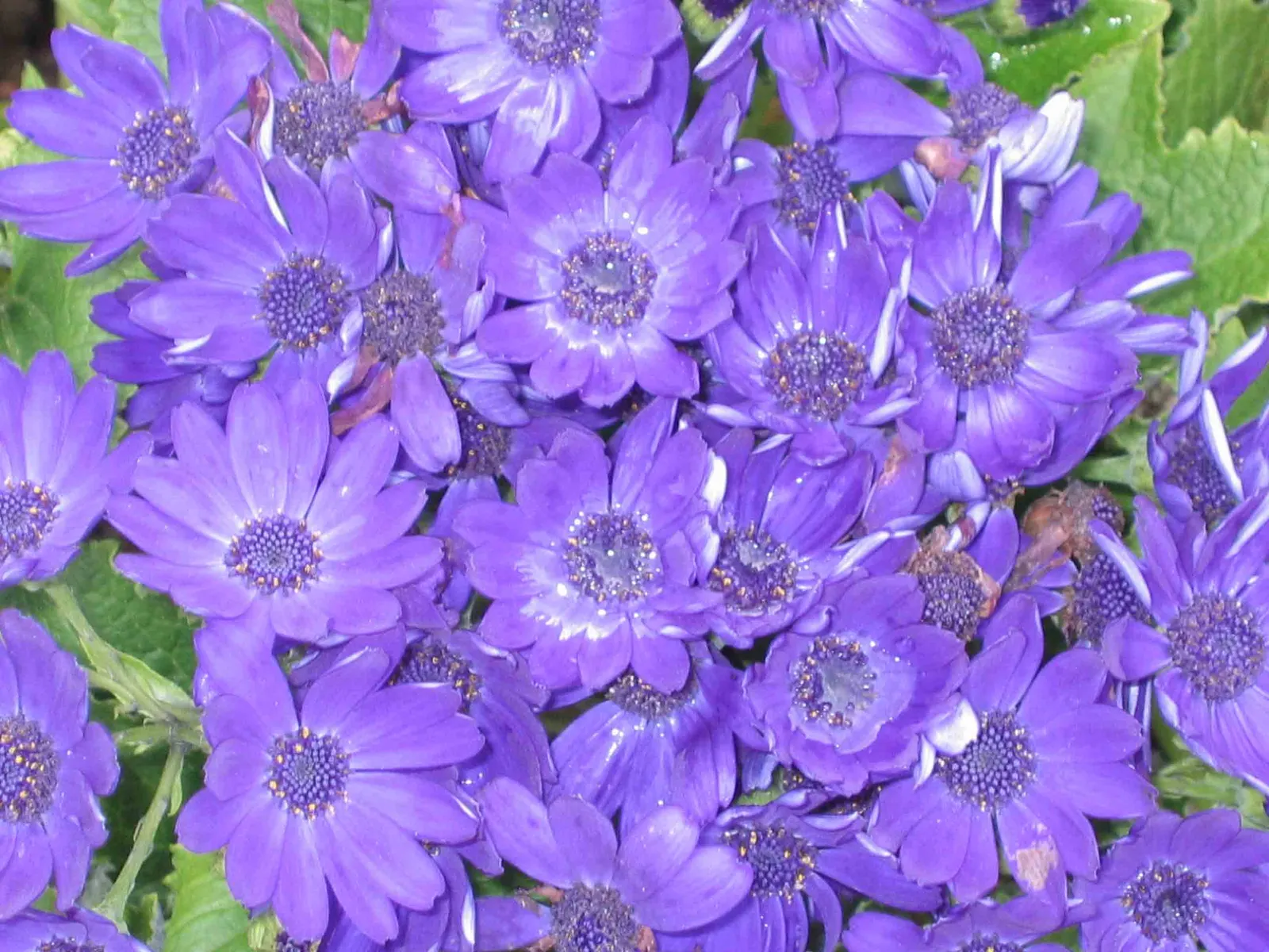 Florists' Cineraria (Senecio X Hybridus) — Avoid high heat conditions