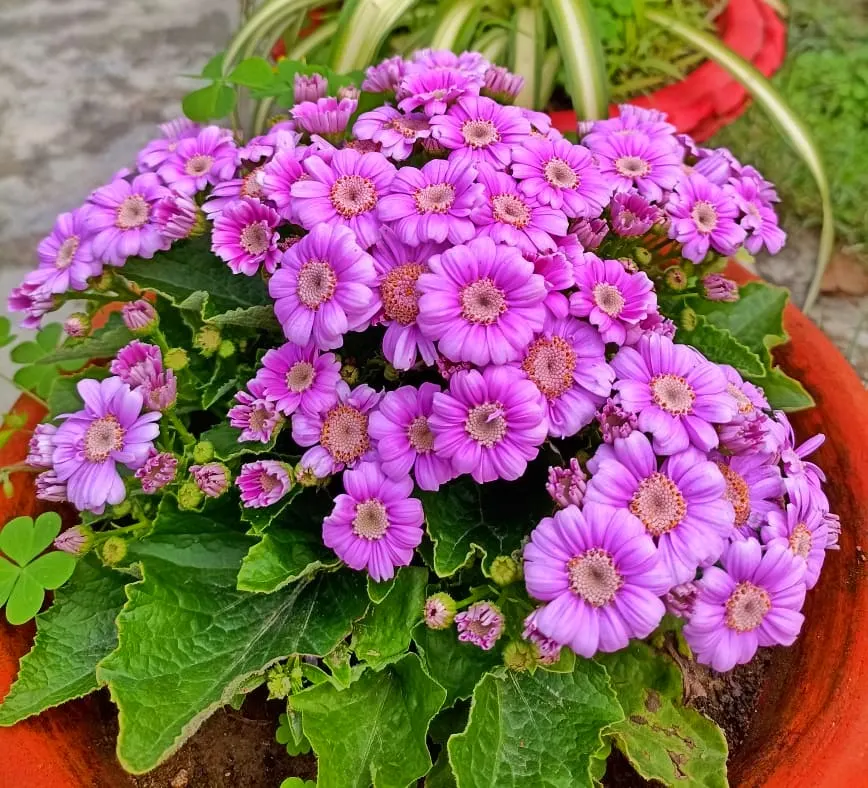 Florists' Cineraria (Senecio X Hybridus) — it displays vivid daisy-like flowers in shades of blue; or as a vibrant underplanting to taller, image 67