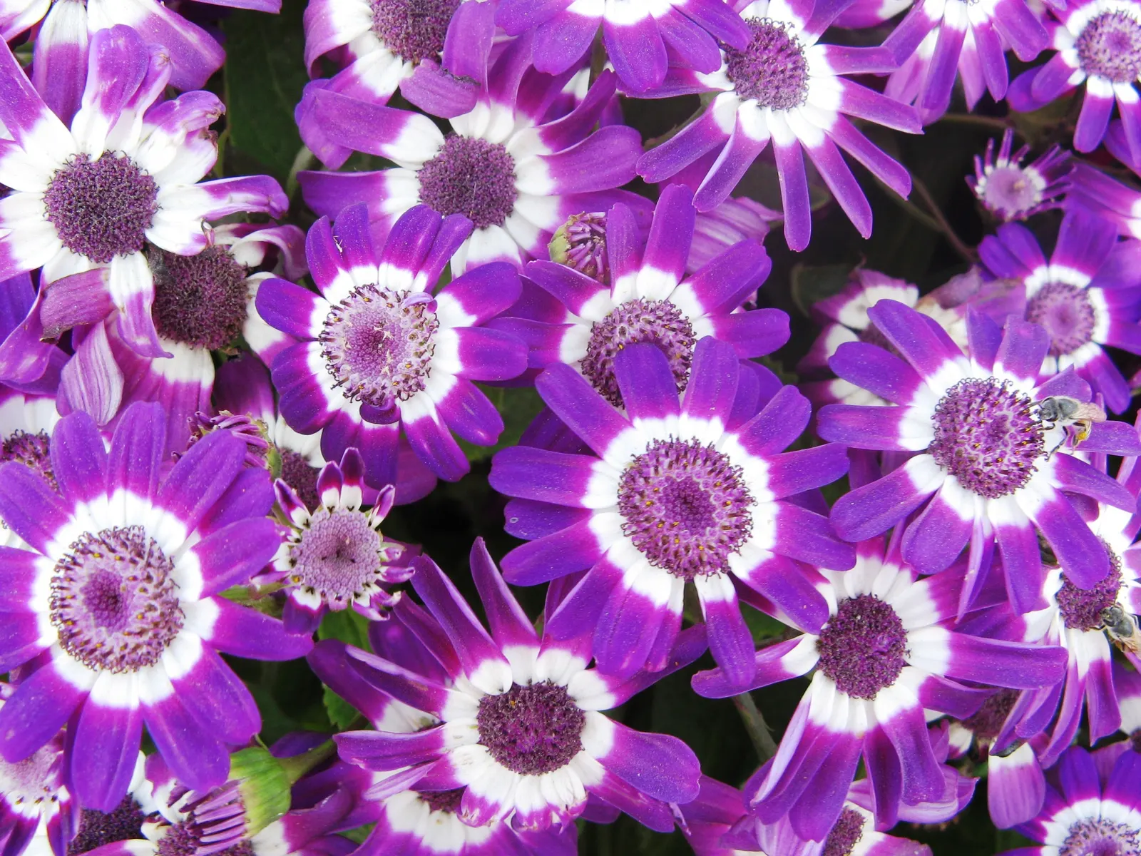 Florists' Cineraria (Senecio X Hybridus) — With a lush mound of foliage up to 1-2 feet high and wide