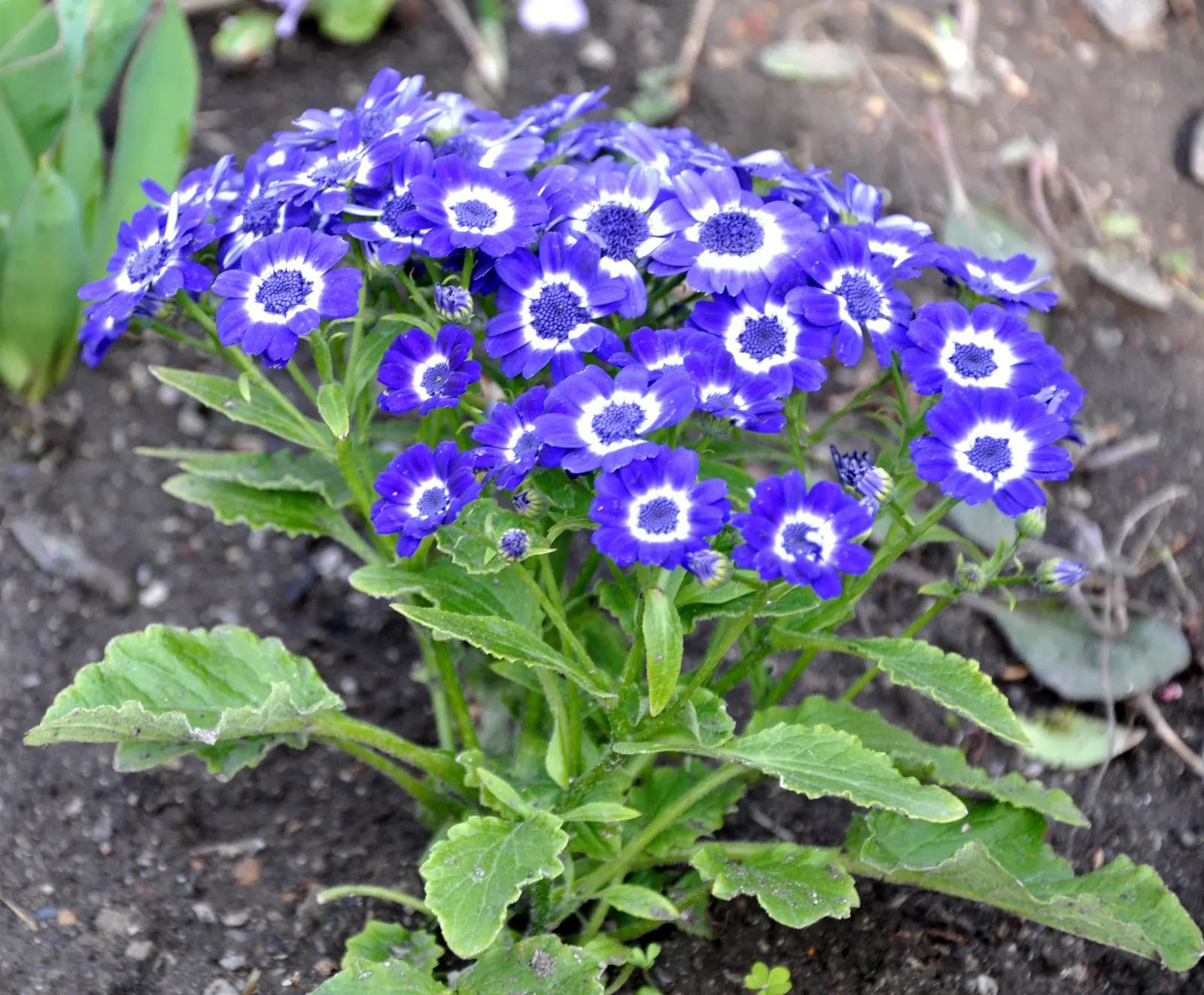 Florists' Cineraria (Senecio X Hybridus) — lavender and multi-colored flowers in the garden; note that they are relatively short-lived perennials often treated