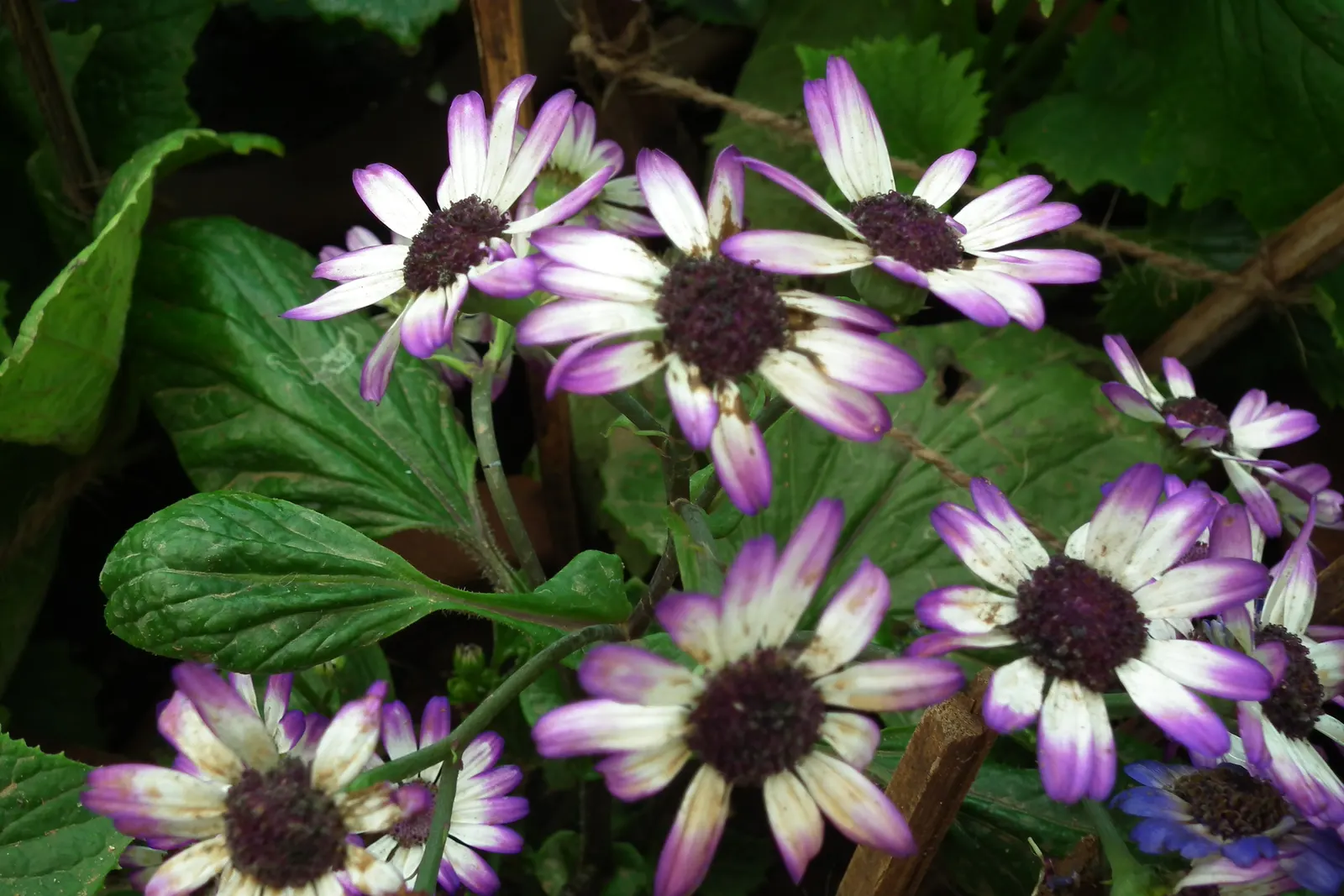 Florists' Cineraria (Senecio X Hybridus) — more structural elements in the garden.<br><br>These plants prefer a cool and moist environment