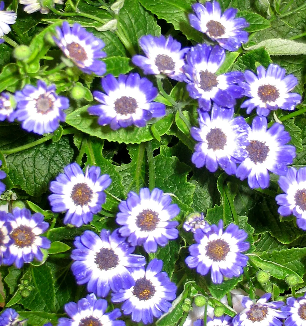 Florists' Cineraria (Senecio X Hybridus) — is a vibrant and popular choice for adding a burst of color to garden landscapes; it displays vivid daisy-like