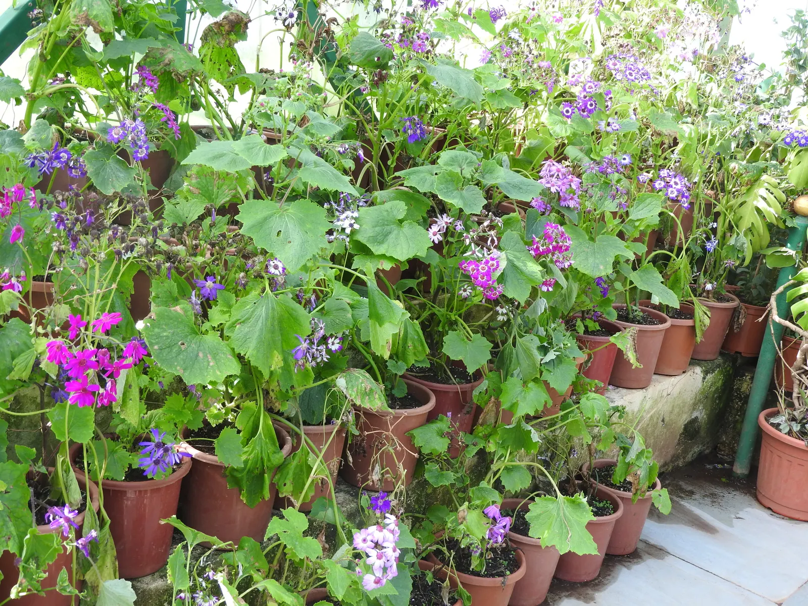 Florists' Cineraria (Senecio X Hybridus) — part of the Asteraceae family