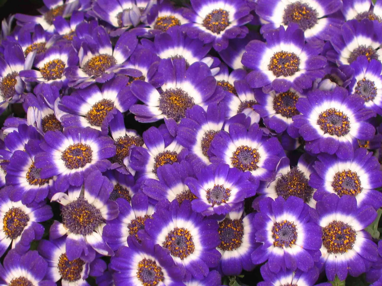 Florists' Cineraria (Senecio X Hybridus) — Its daisy-like composite flowers typically reach a diameter of 1 to 3 inches and are organized in dense; especially