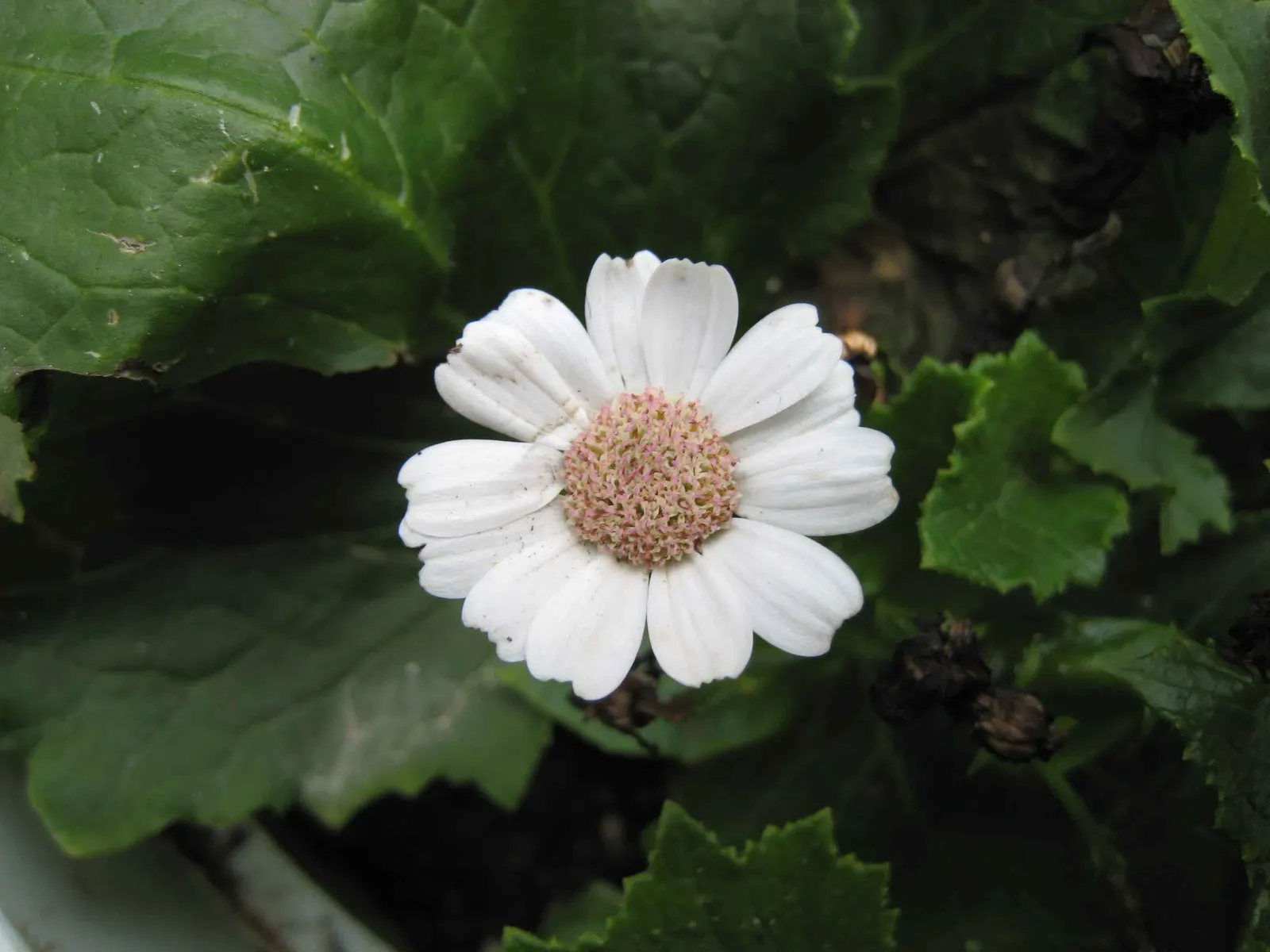 Florists' Cineraria (Senecio X Hybridus) — Its daisy-like composite flowers typically reach a diameter of 1 to 3 inches and are organized in dense