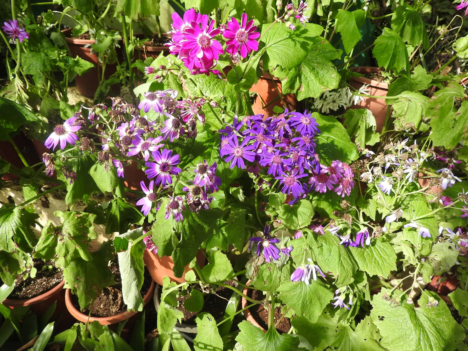 Florists' Cineraria (Senecio X Hybridus) — eye-catching clusters.<br><br>When designing with Cineraria