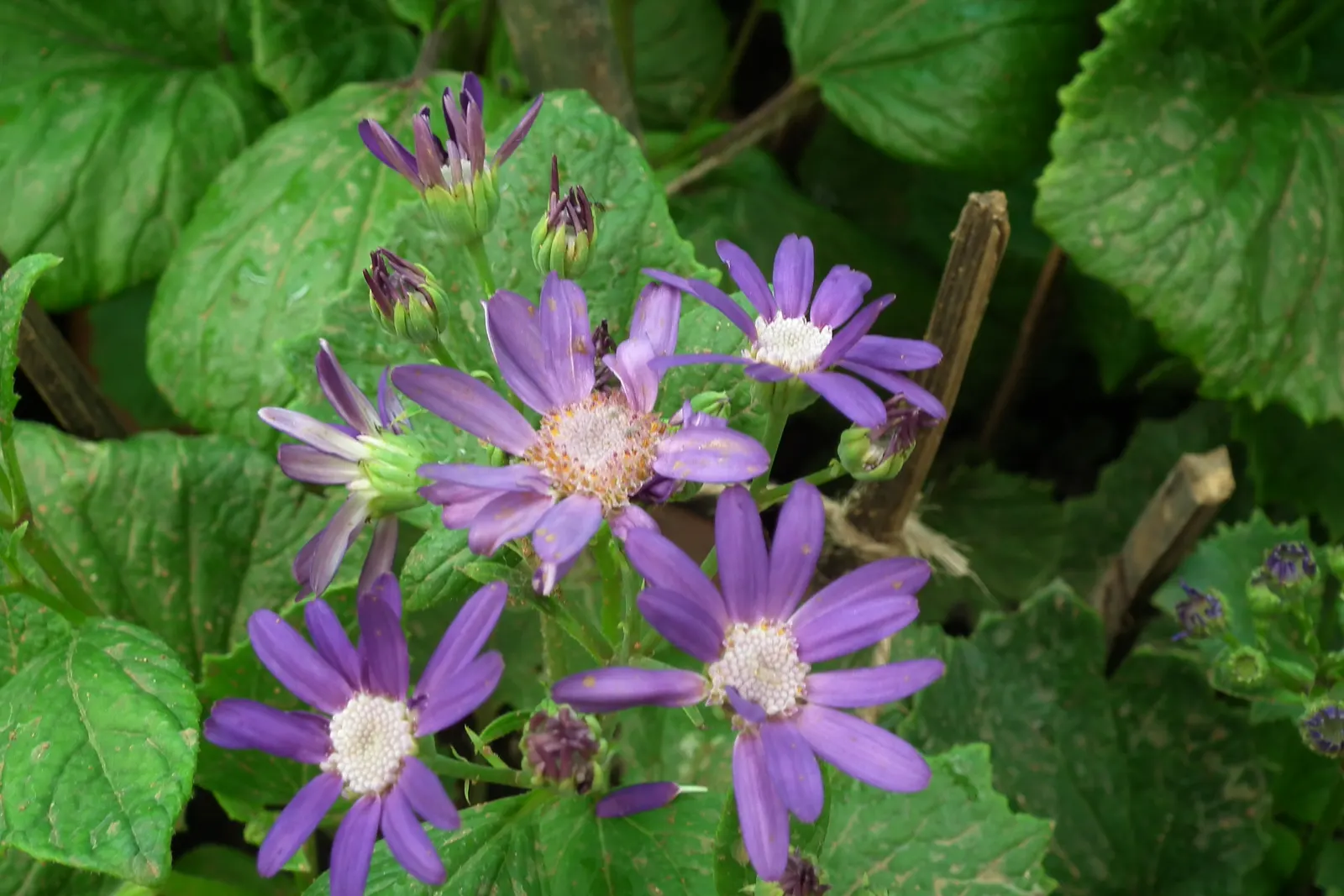 Florists' Cineraria (Senecio X Hybridus) — Thrives in partial shade and requires well-drained soil; but take care to avoid waterlogging