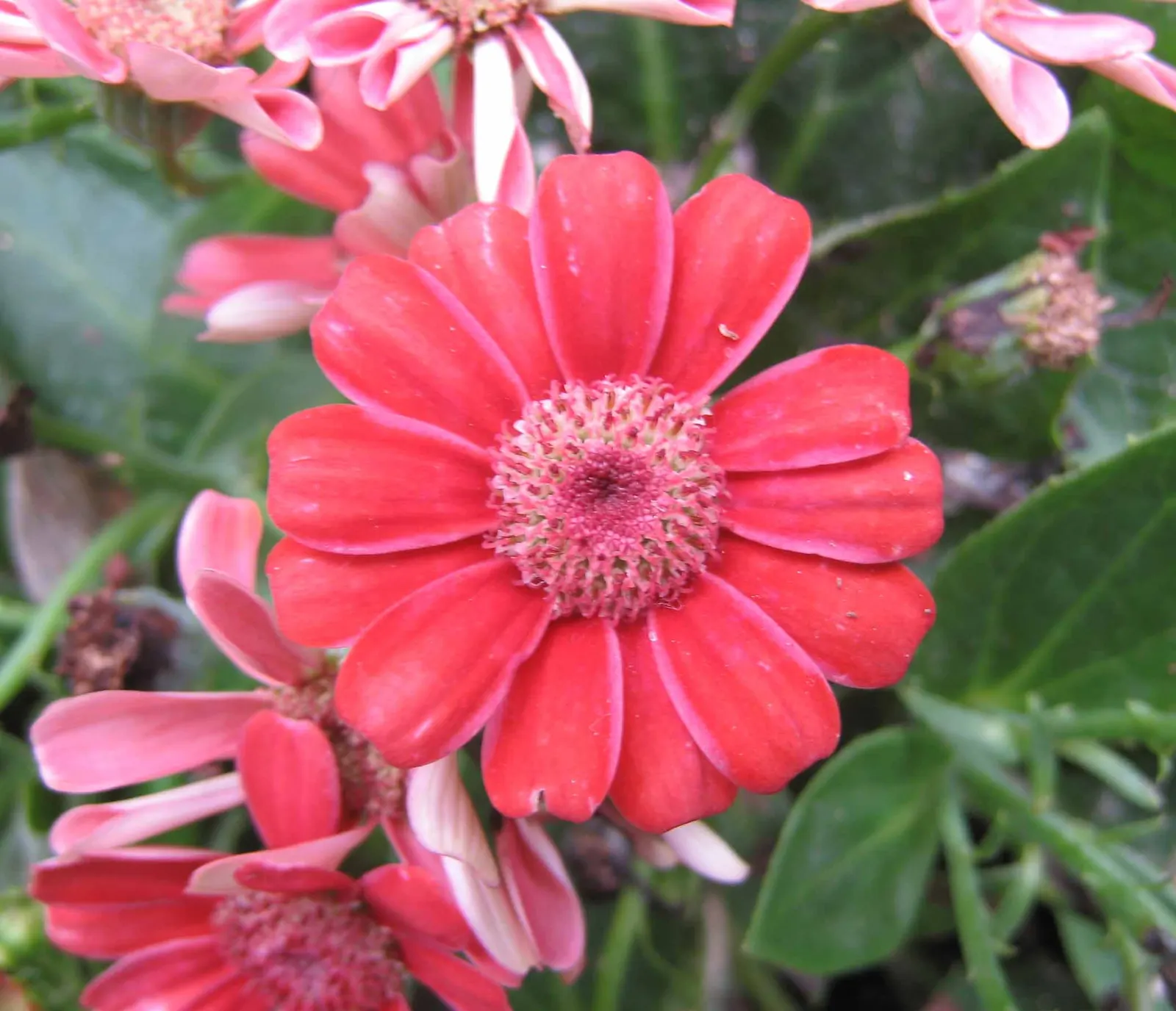 Florists' Cineraria (Senecio X Hybridus) — scientifically known as Senecio x hybridus
