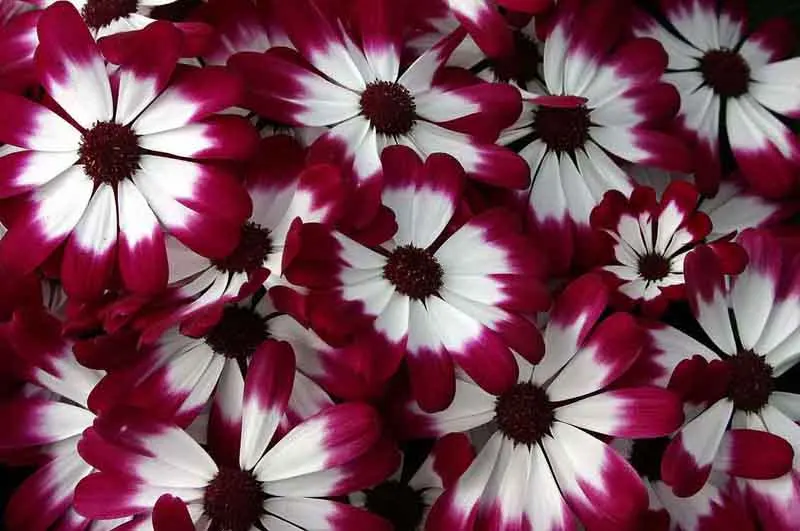 Florists' Cineraria (Senecio X Hybridus) — or as a vibrant underplanting to taller; water-soluble fertilizer to sustain its vigorous blooming