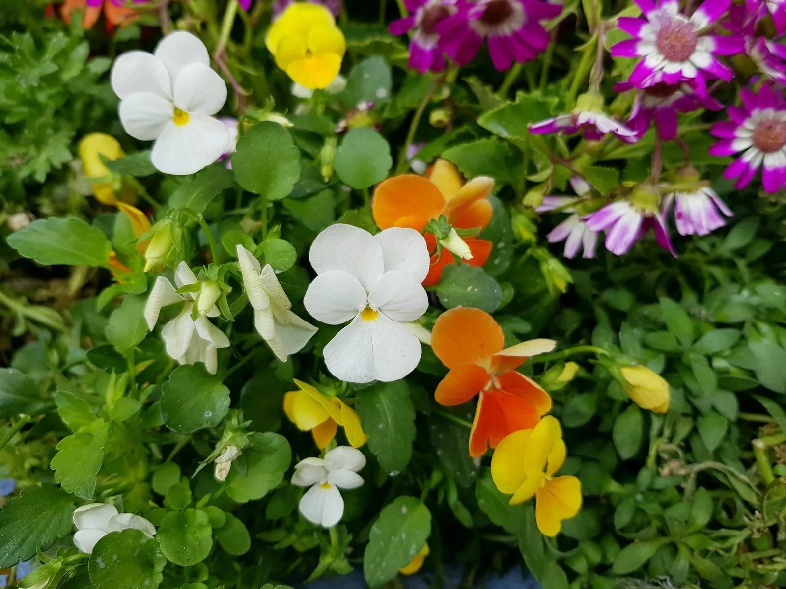 Florists' Cineraria (Senecio X Hybridus) — is a vibrant and popular choice for adding a burst of color to garden landscapes