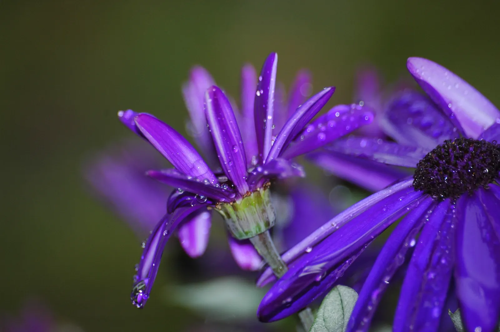 Florists' Cineraria (Senecio X Hybridus) — more structural elements in the garden.<br><br>These plants prefer a cool and moist environment; with a lush mound