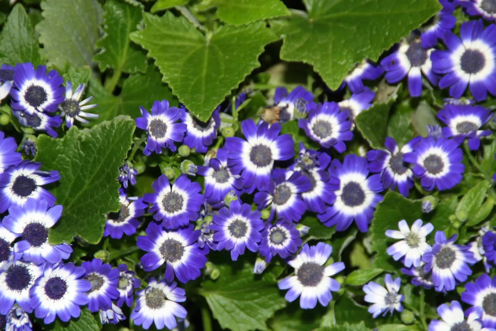 Florists' Cineraria (Senecio X Hybridus) — They require well-drained soil with a pH balance ranging from slightly acidic to neutral; they generally grow to an