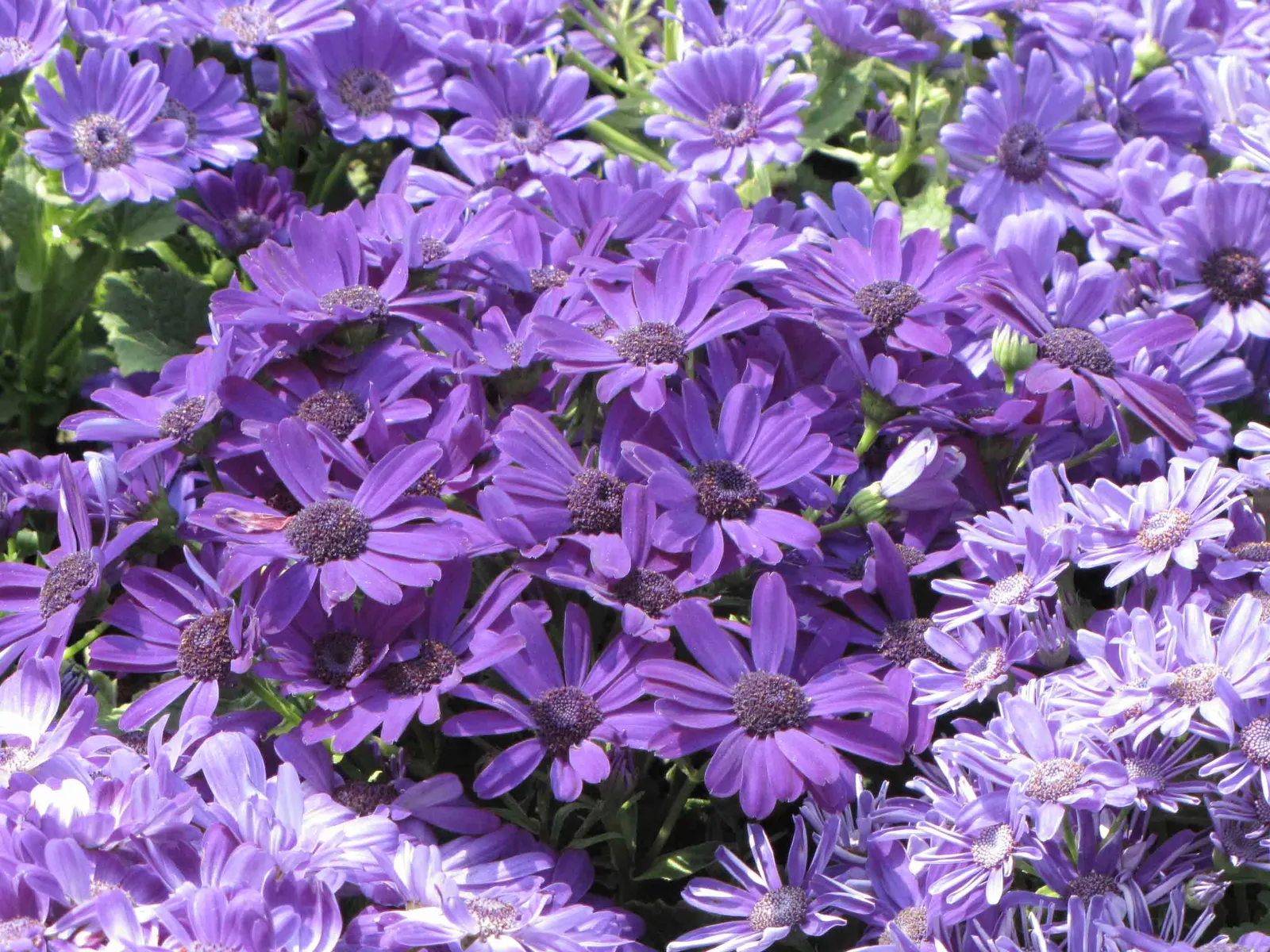 Florists' Cineraria (Senecio X Hybridus) — especially in warmer climates.<br><br>Regular watering is essential to keep the soil consistently moist