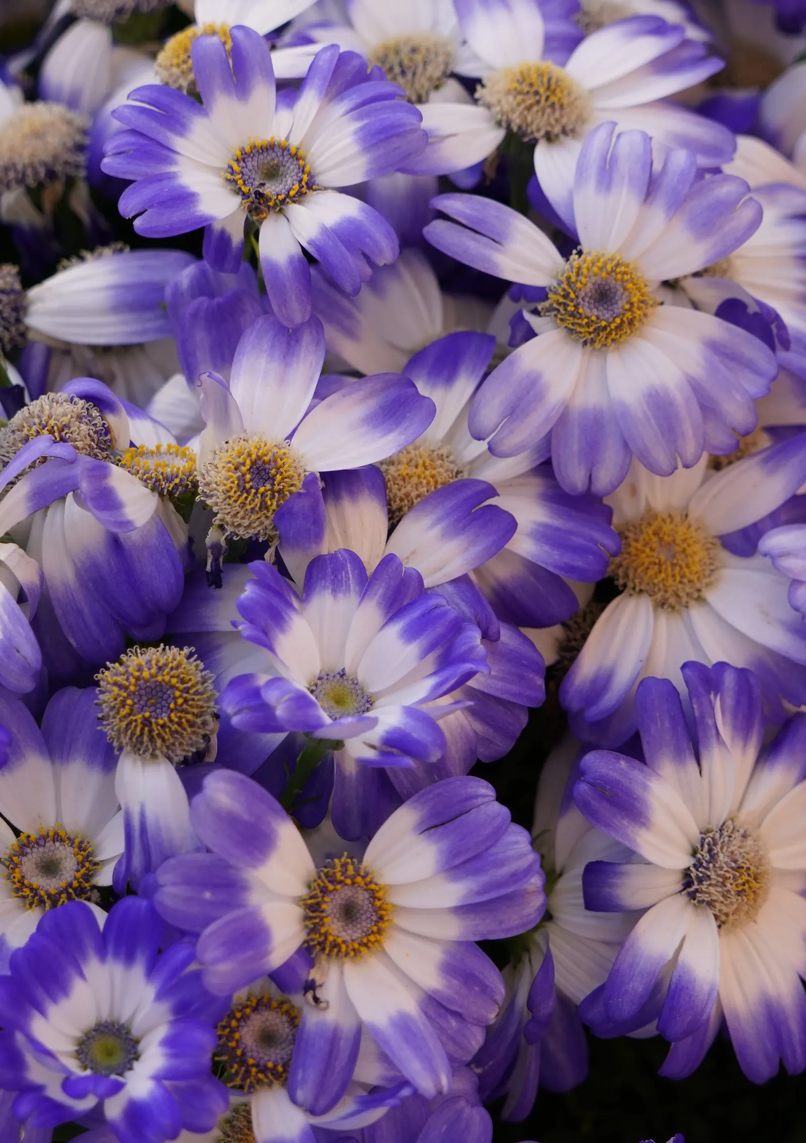 Florists' Cineraria (Senecio X Hybridus) — Florists' Cineraria (Senecio x hybridus) is a striking winter-blooming annual; thrives in partial shade and requires