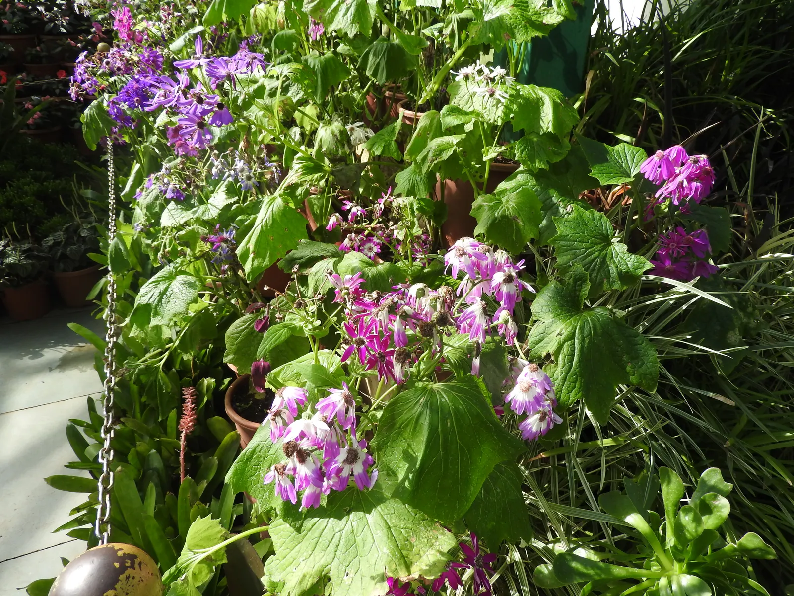 Florists' Cineraria (Senecio X Hybridus) — Ideal for cool-season color in beds, borders, or containers; annual / perennial for half or shade, image 69