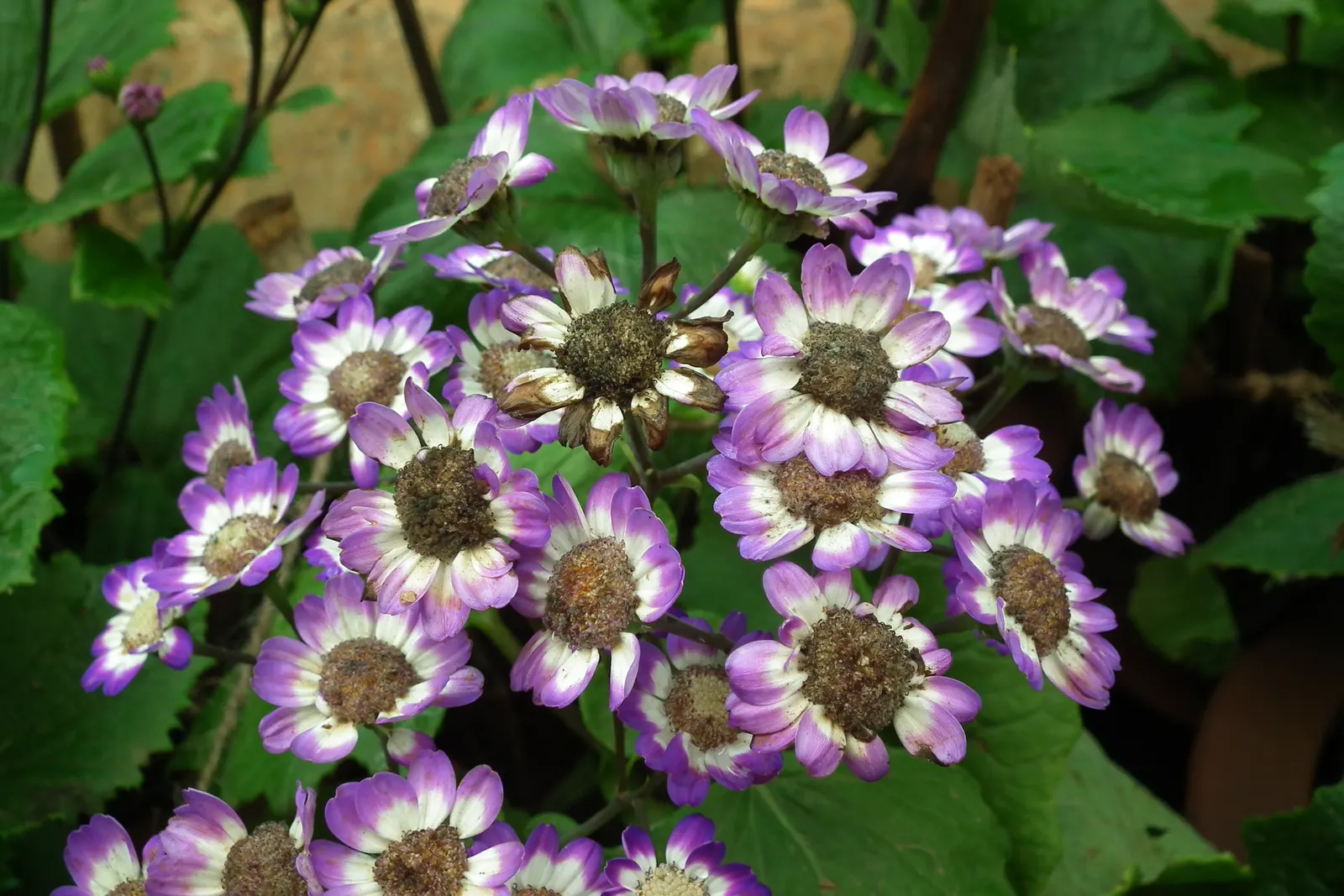 Florists' Cineraria (Senecio X Hybridus) — Cineraria also appreciates a regular feeding schedule with a balanced