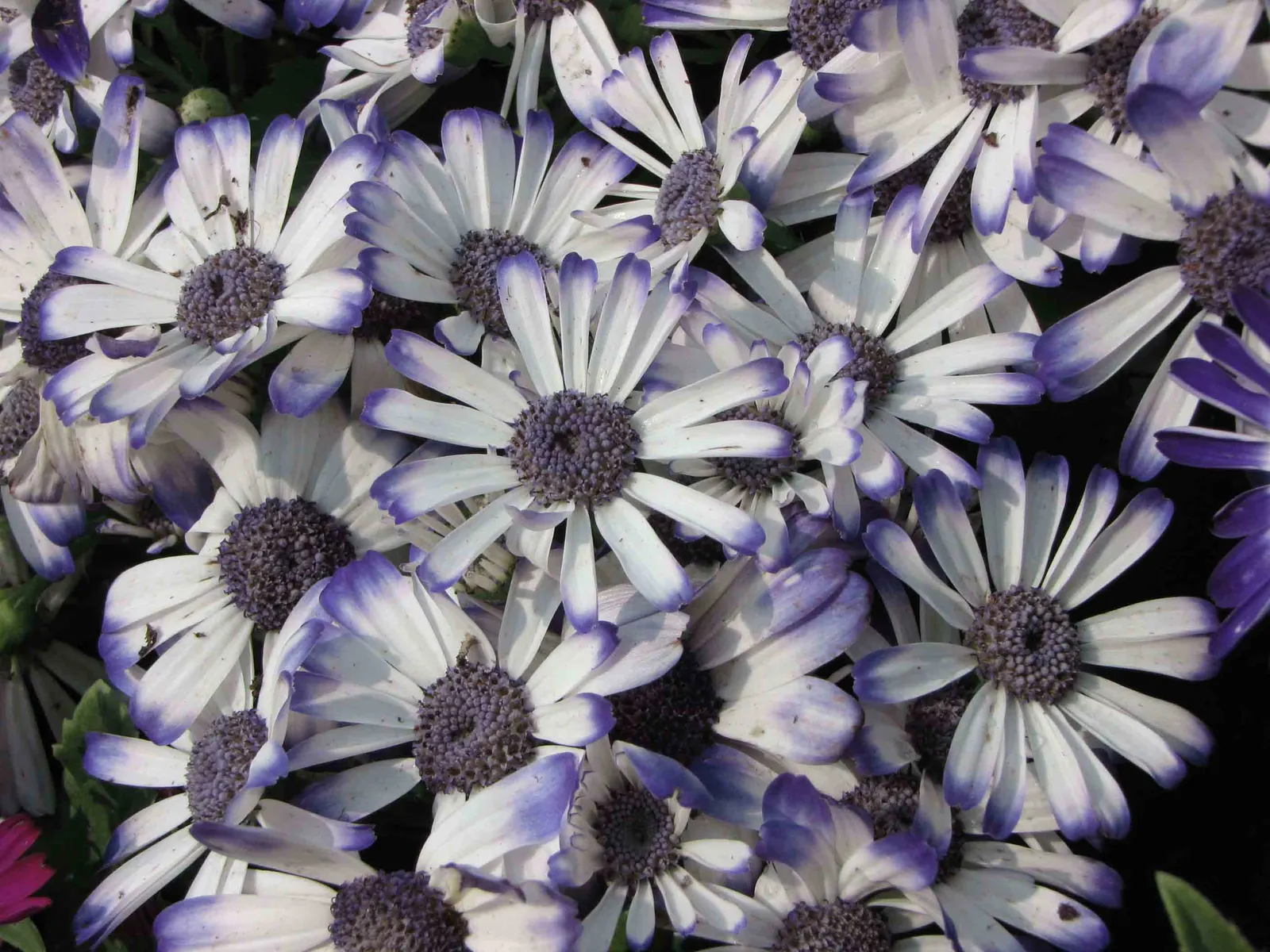 Florists' Cineraria (Senecio X Hybridus) — these plants will reward the landscape with their floriferous display from late winter through spring