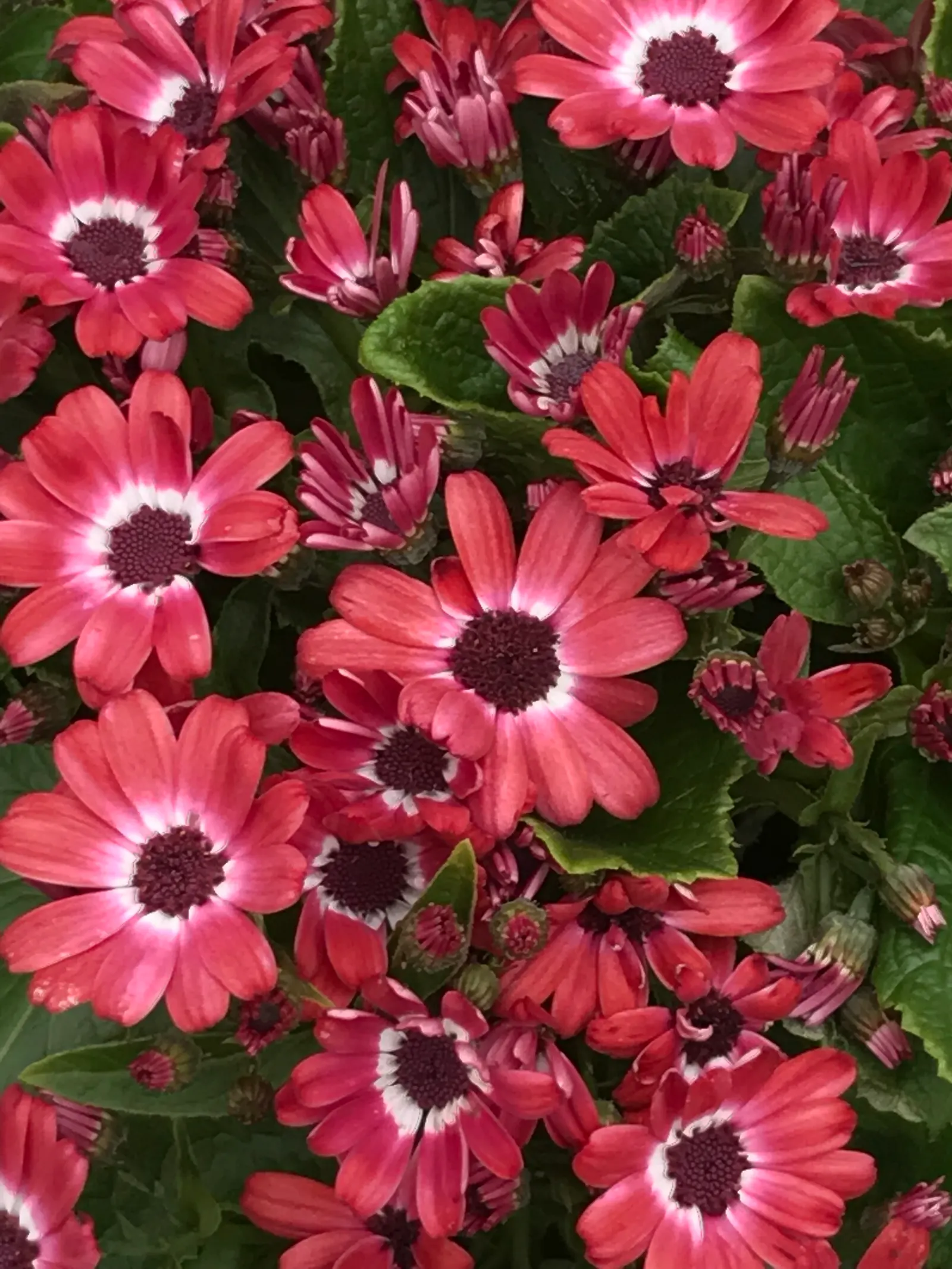 Florists' Cineraria (Senecio X Hybridus) — water-soluble fertilizer to sustain its vigorous blooming; cineraria also appreciates a regular feeding schedule