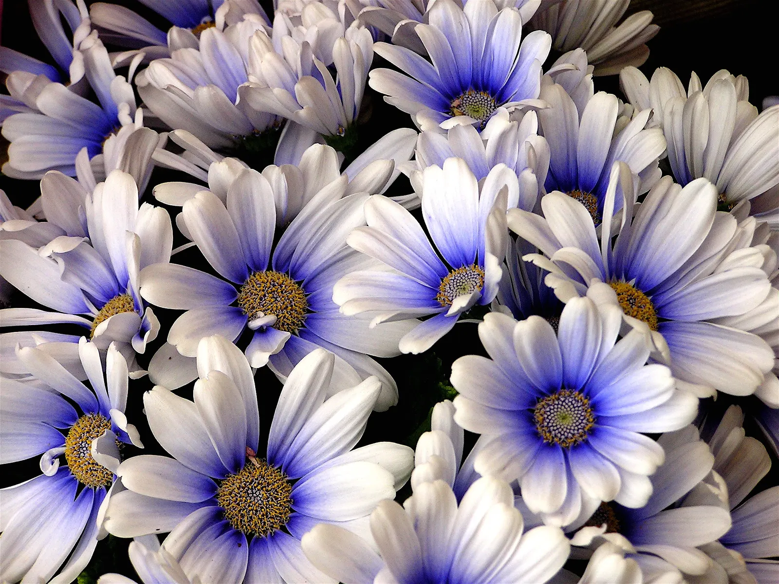 Florists' Cineraria (Senecio X Hybridus) — Ideal for cool-season color in beds, borders, or containers