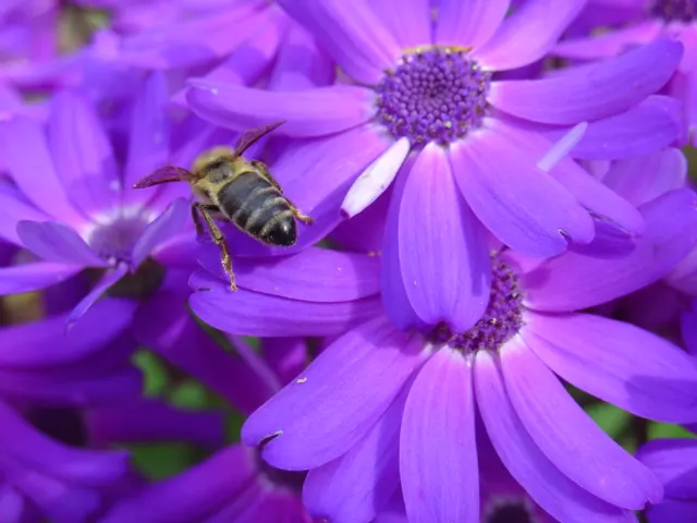 Florists' Cineraria (Senecio X Hybridus) — but take care to avoid waterlogging