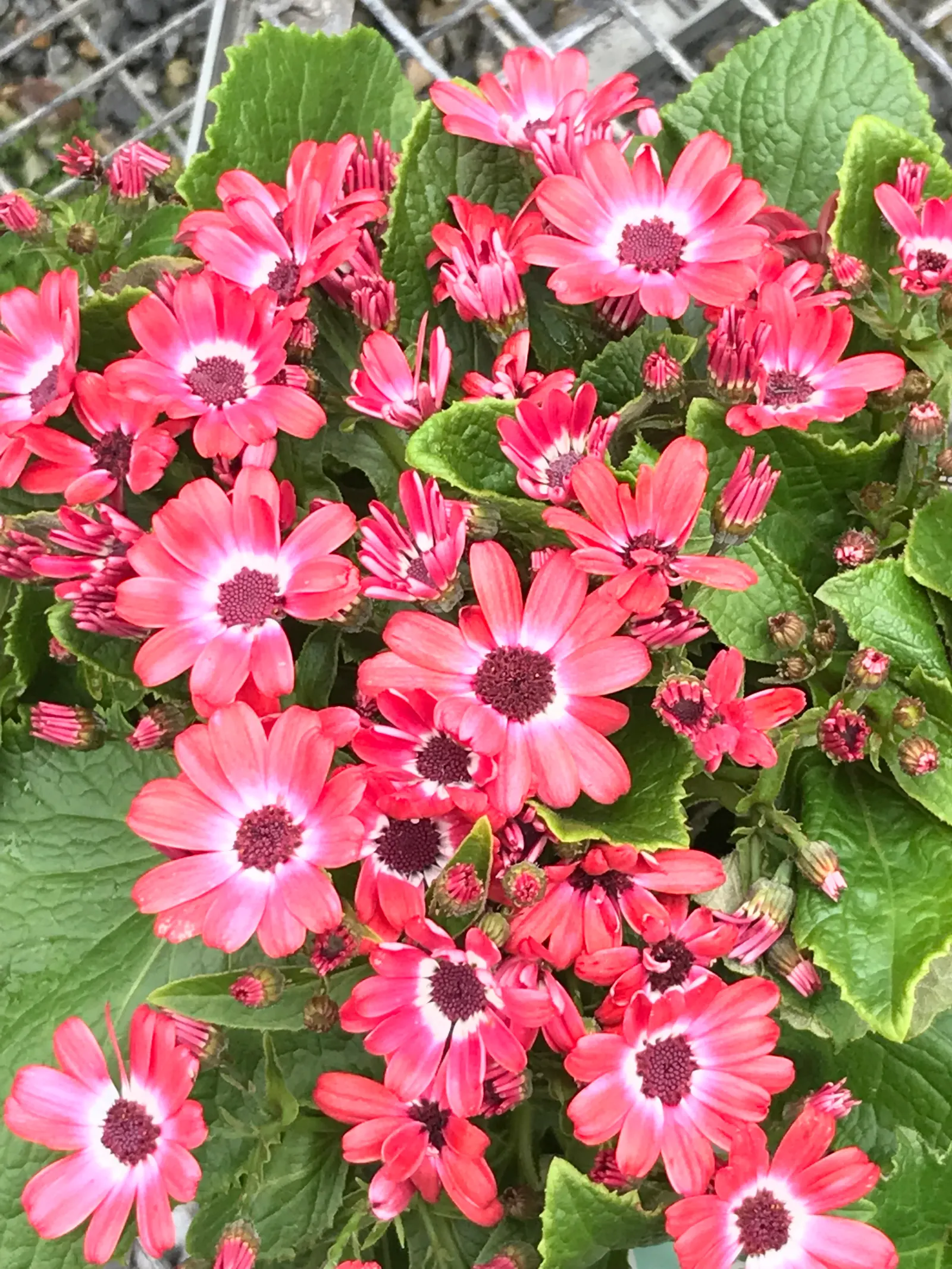 Florists' Cineraria (Senecio X Hybridus) — Place Cineraria in a location that receives partial shade; as they can be sensitive to intense