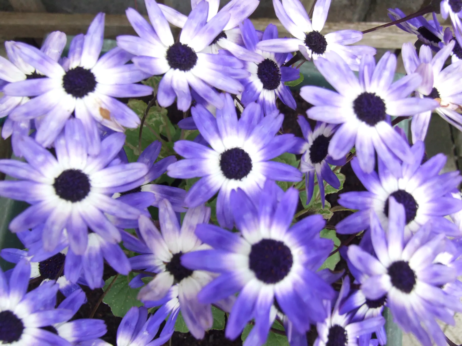 Florists' Cineraria (Senecio X Hybridus) — making them an excellent choice for borders; thriving in USDA Hardiness Zones 9 to 11