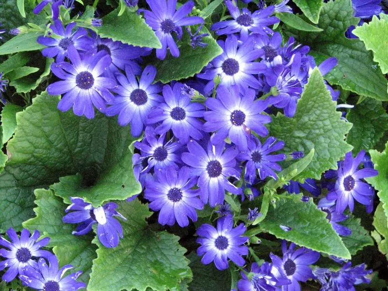 Florists' Cineraria (Senecio X Hybridus) — showcases a spectacular range of colors; making them an excellent choice for borders