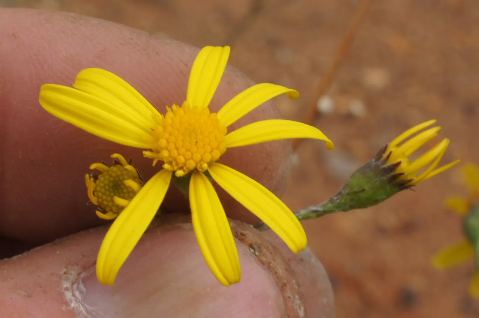 Florists' Cineraria (Senecio X Hybridus) — Regular deadheading promotes prolonged blooming