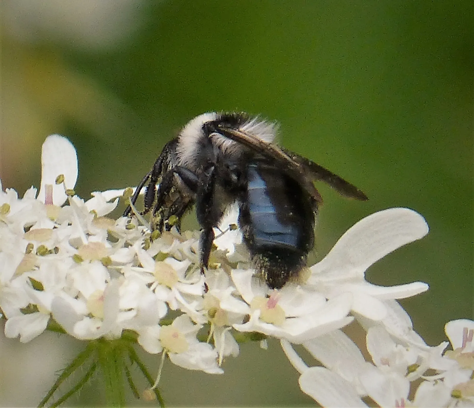 Florists' Cineraria (Senecio X Hybridus) — as they can be sensitive to intense