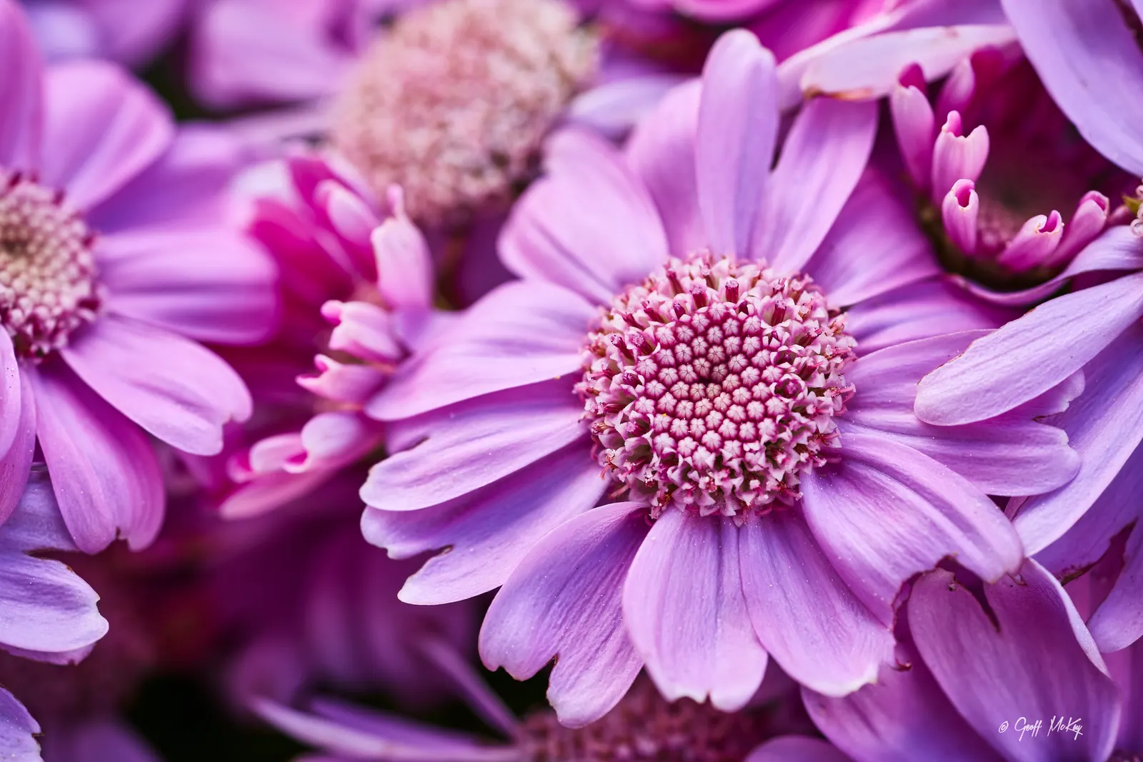 Florists' Cineraria (Senecio X Hybridus) — Thrives in partial shade and requires well-drained soil