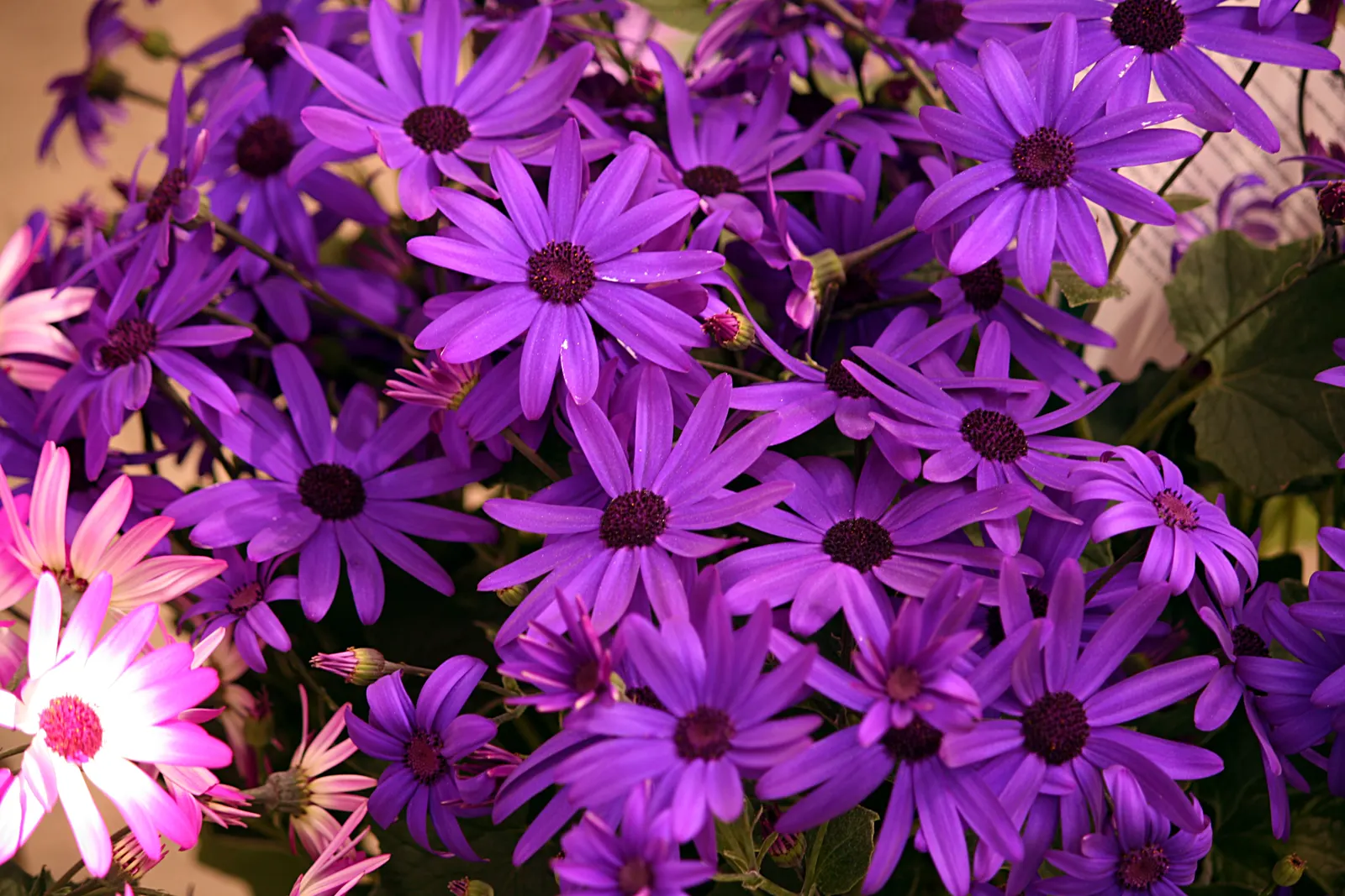 Florists' Cineraria (Senecio X Hybridus) — note that they are relatively short-lived perennials often treated as annuals