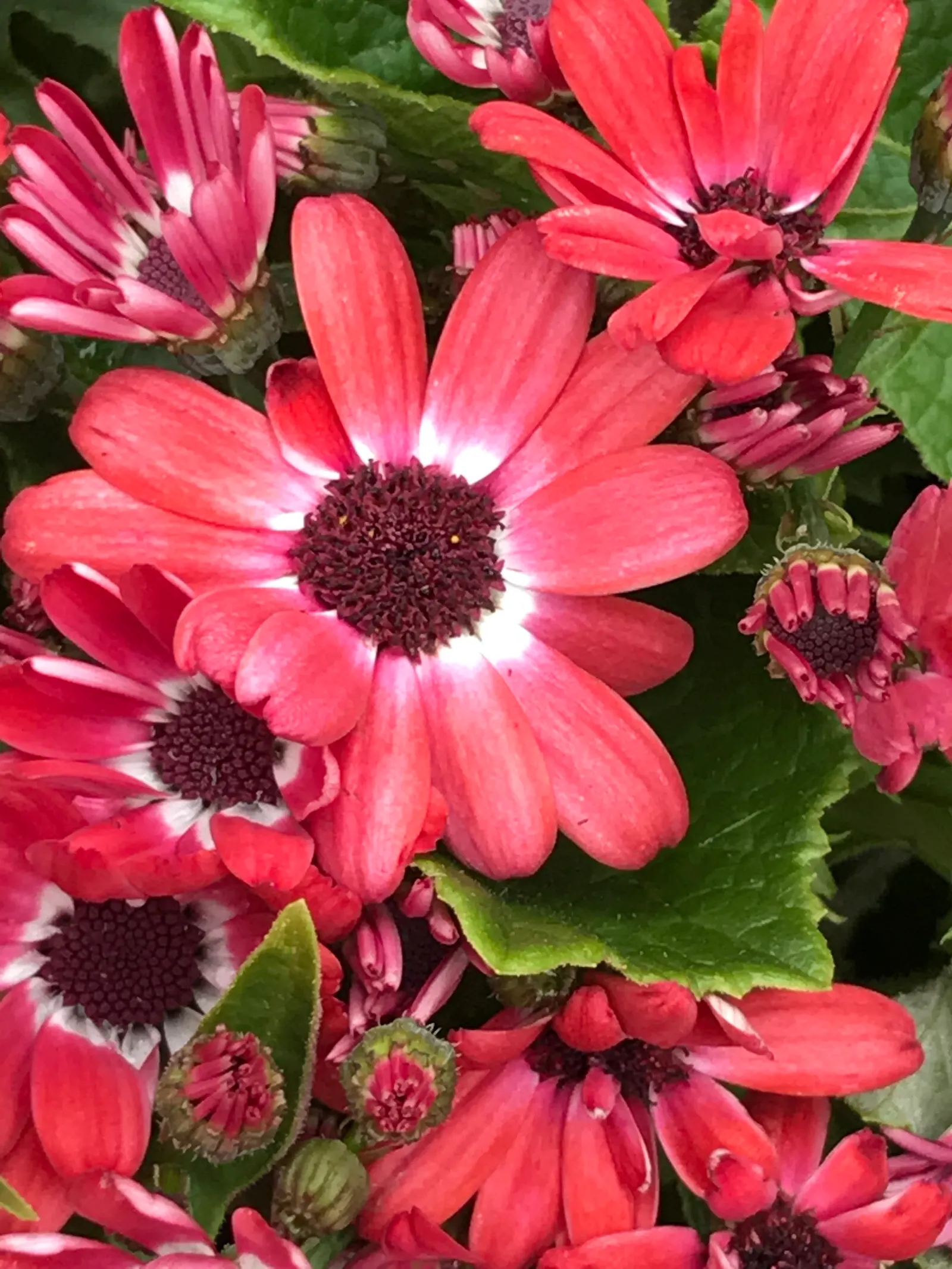 Florists' Cineraria (Senecio X Hybridus) — Florists' Cineraria (Senecio x hybridus) is a striking winter-blooming annual; thrives in partial shade, image 65