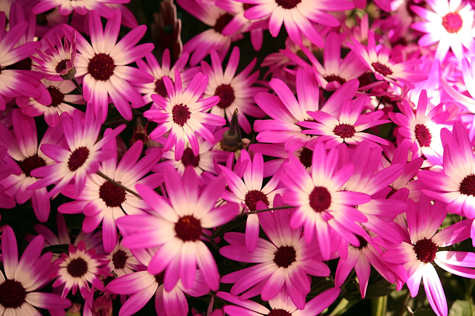 Florists' Cineraria (Senecio X Hybridus) — Ideal for cool-season color in beds, borders, or containers; annual / perennial for half or shade