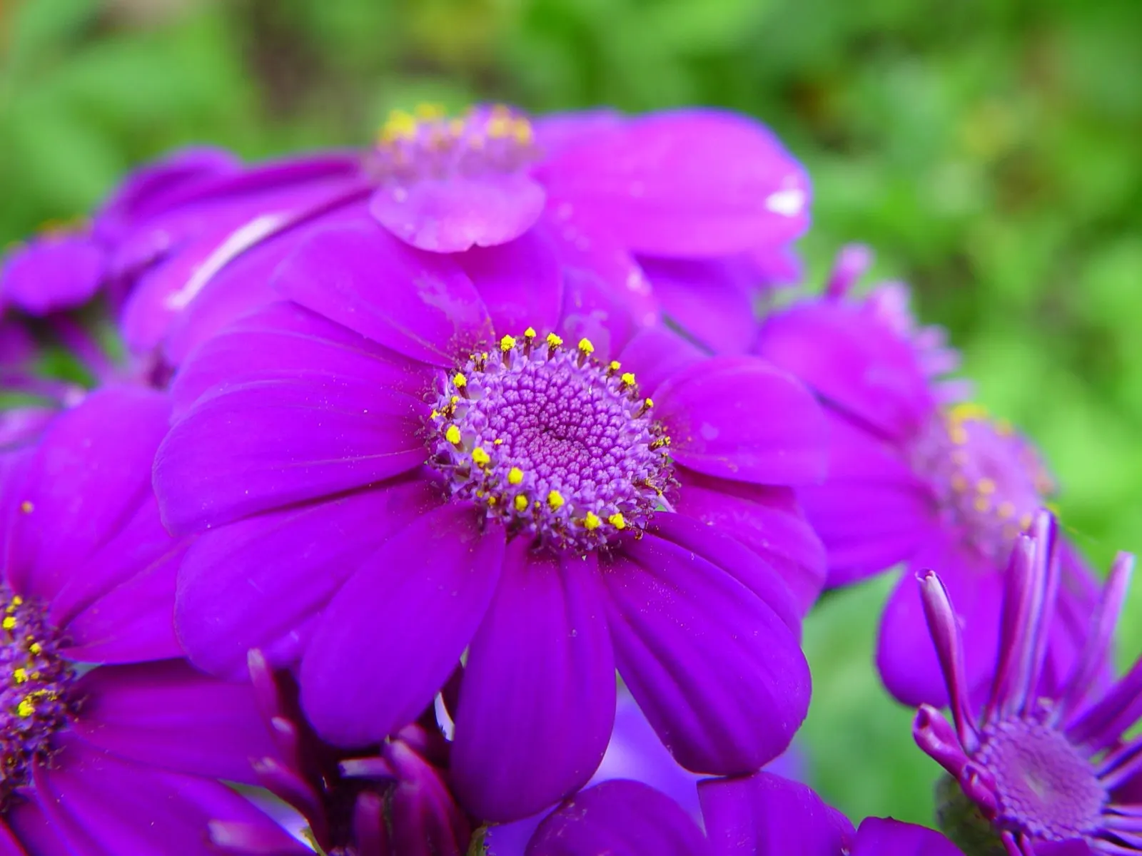 Florists' Cineraria (Senecio X Hybridus) — as they can be sensitive to intense; lavender and multi-colored flowers in the garden