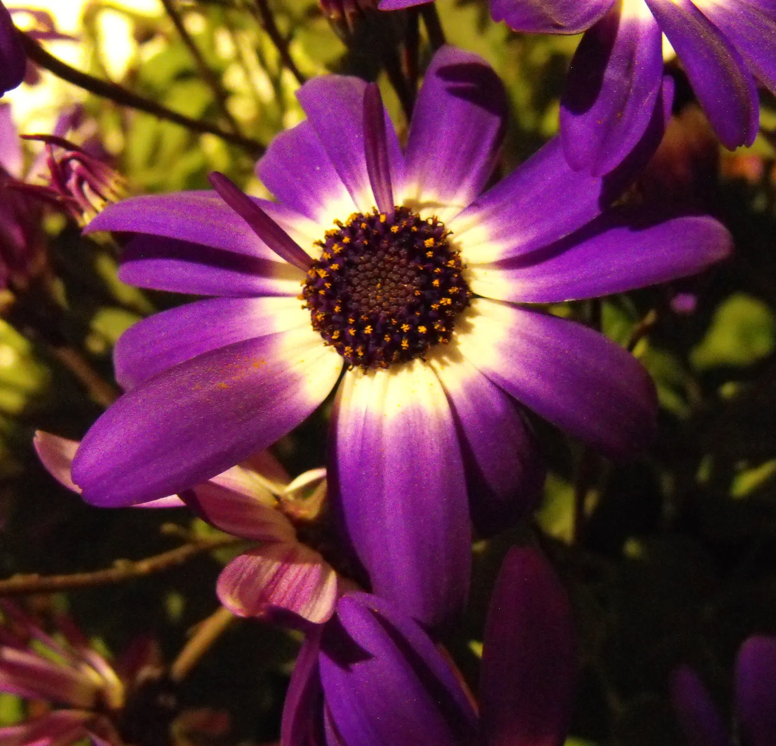 Florists' Cineraria (Senecio X Hybridus) — Avoid high heat conditions; they require well-drained soil with a pH balance ranging from slightly acidic to neutral