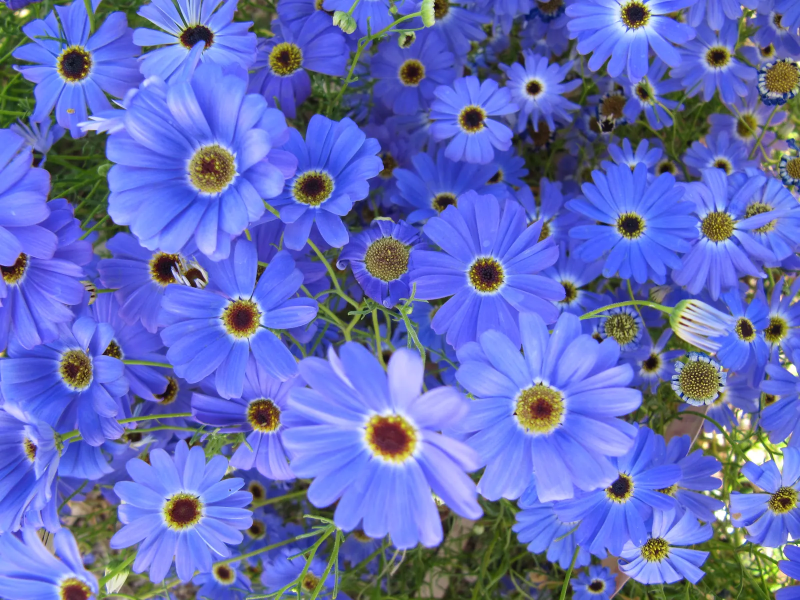 Florists' Cineraria (Senecio X Hybridus) — scientifically known as Senecio x hybridus; these plants will reward the landscape with their floriferous display