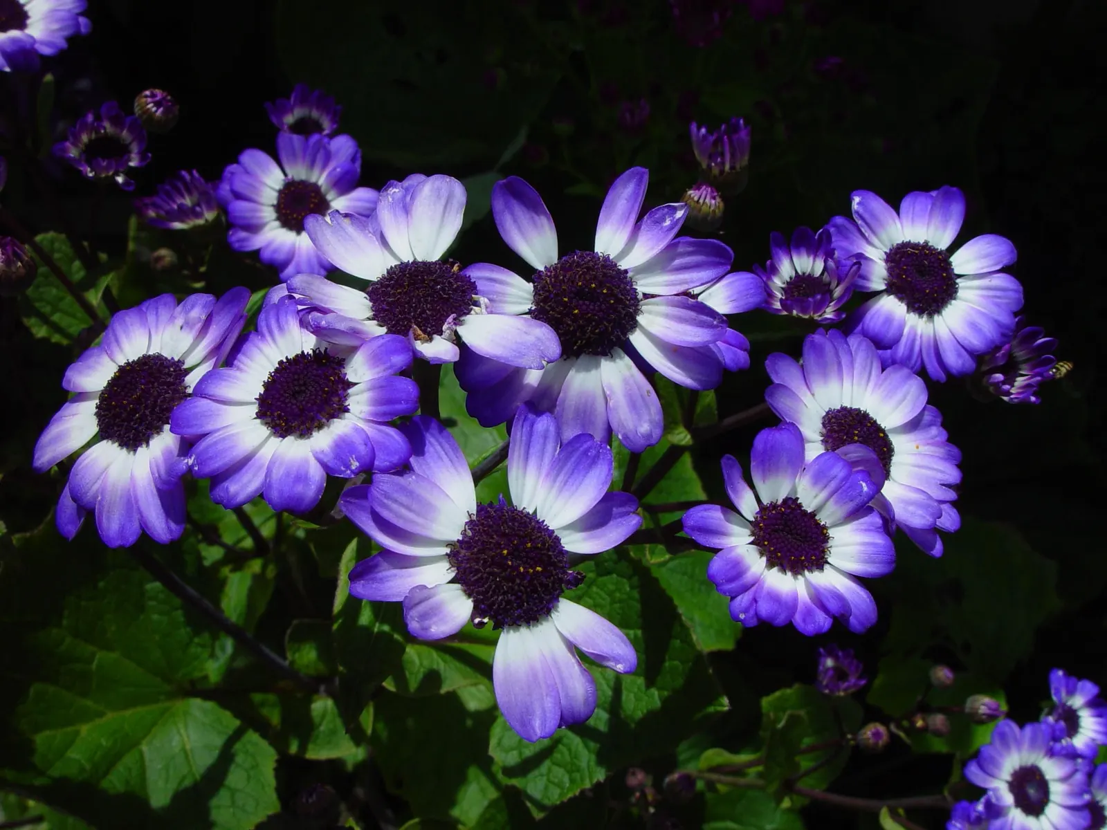 Florists' Cineraria (Senecio X Hybridus) — these plants will reward the landscape with their floriferous display from late winter through spring; florists'