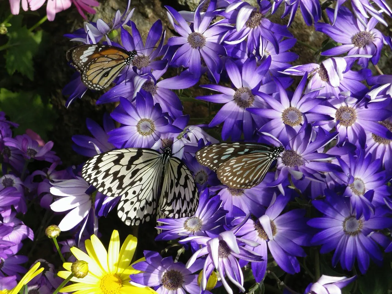 Florists' Cineraria (Senecio X Hybridus) — eye-catching clusters.<br><br>When designing with Cineraria; annual / perennial with lavender and multi-colored