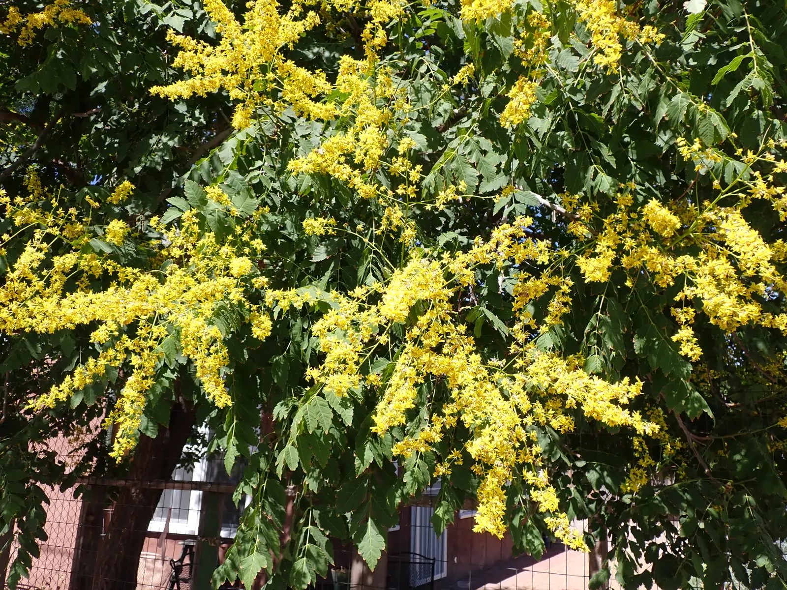 Goldenrain Tree (Koelreuteria Paniculata) — Celebrated for its mid-summer blooms of vibrant yellow clusters; it's a captivating choice for bold, image 73