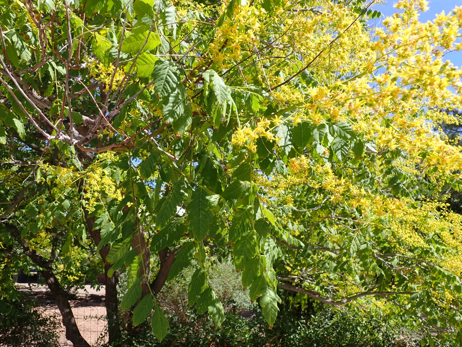 Goldenrain Tree (Koelreuteria Paniculata) — consider its moderate growth rate and potential for self-seeding; it thrives in full sun, adapts to, image 90